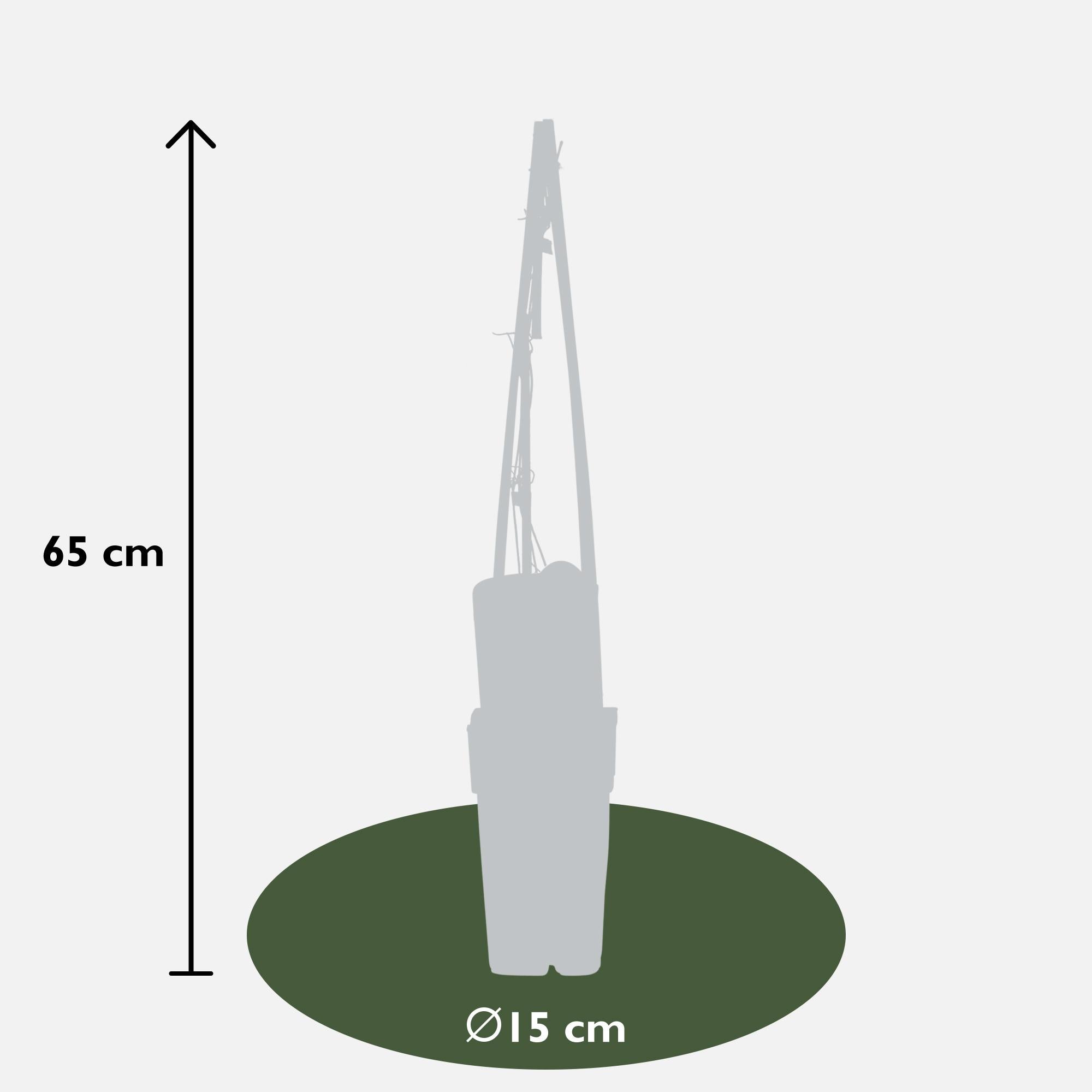 Clematis ‘Piilu’ – reichblühende Kletterpflanze mit rosa Blüten, 15 cm Topf, 65 cm