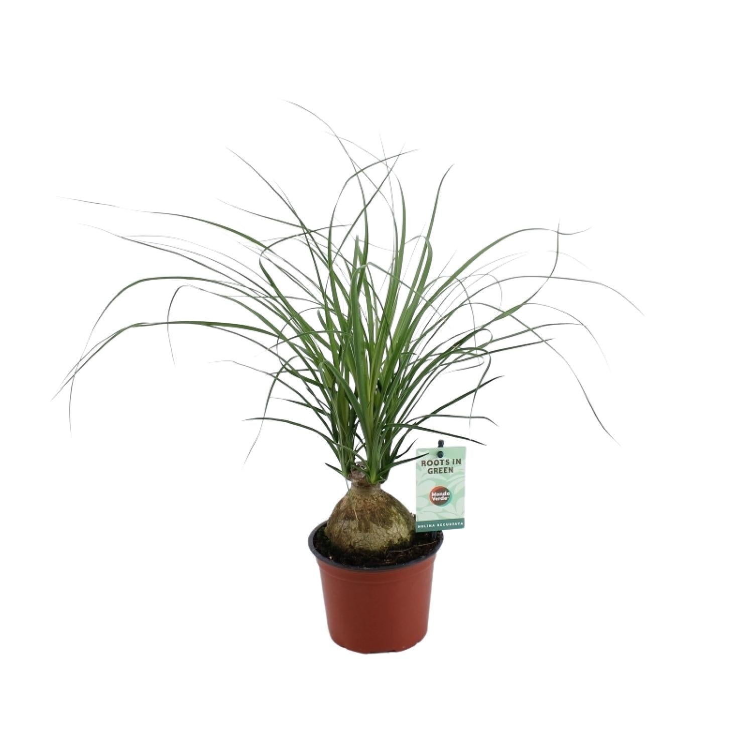 Beaucarnea Recurvata – Elefantenfuß - 12 cm Topf, 45 cm hoch
