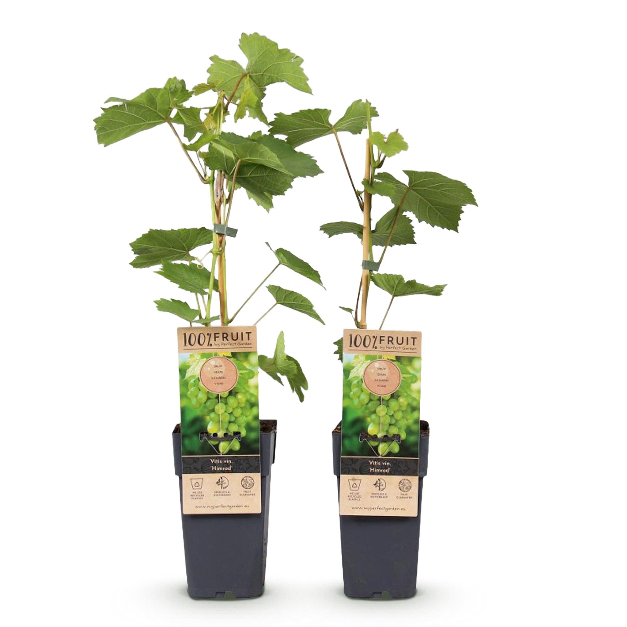 Vitis vinifera 'Himrod' – uva da tavola bianca senza semi, 2 piante, vaso da 15 cm, altezza 50 cm