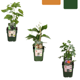 Set di piante da frutto biologiche "Sweet Harvest Trio" - tre diverse varietà