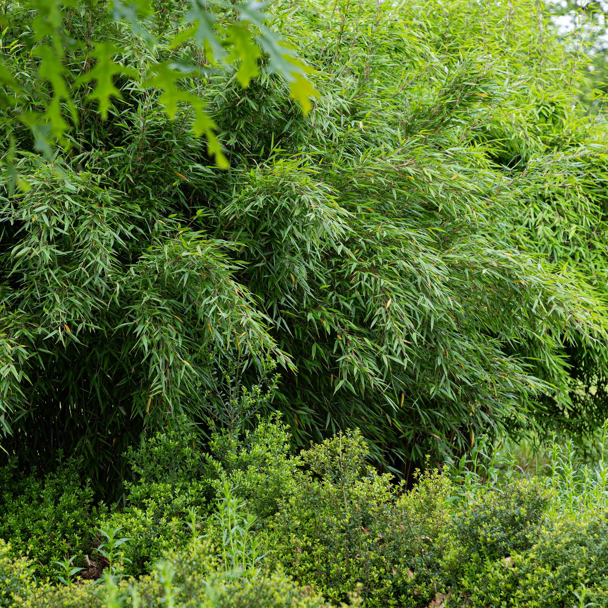 Fargesia ‘Red Dragon’ – Gartenbambus, immergrün & nicht ausbreitend - 14 cm Topf, 35 cm hoch