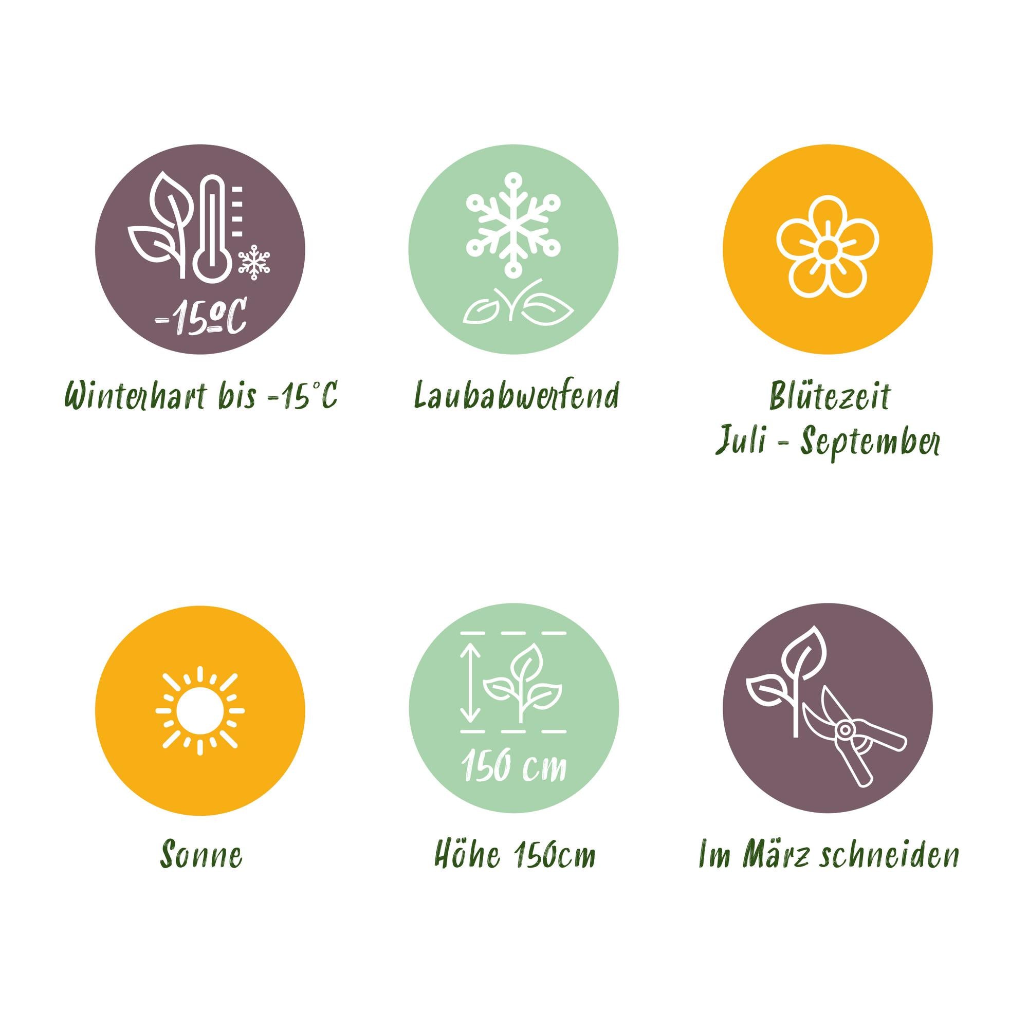 Ιβίσκος Starburst Chiffon® – φυλλοβόλο τυπικό φυτό, γλάστρα 19 cm, ύψος 90 cm