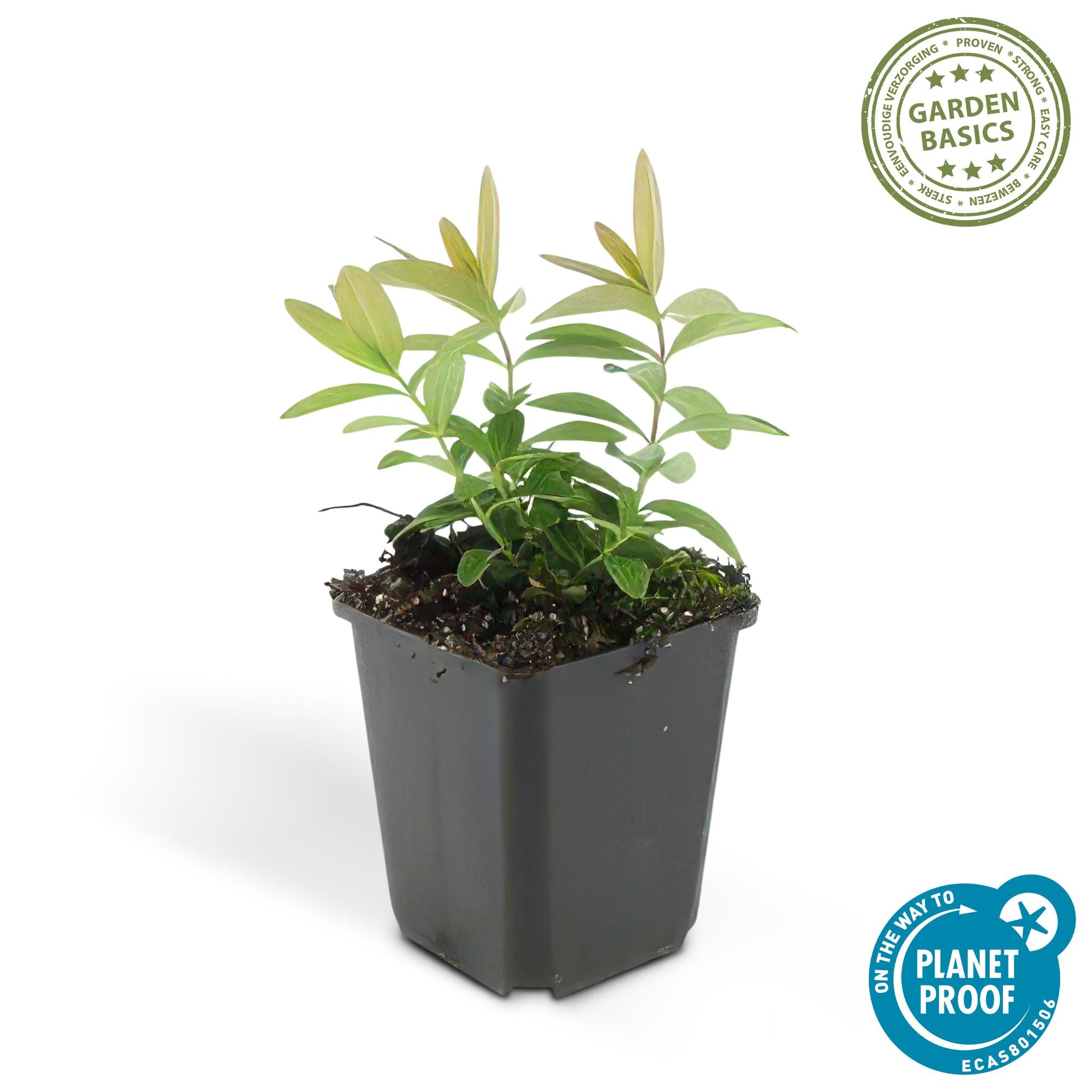 Teppich-Johanniskraut (Hypericum calycinum) – flach wachsend, 9 cm Topf, 10–25 cm