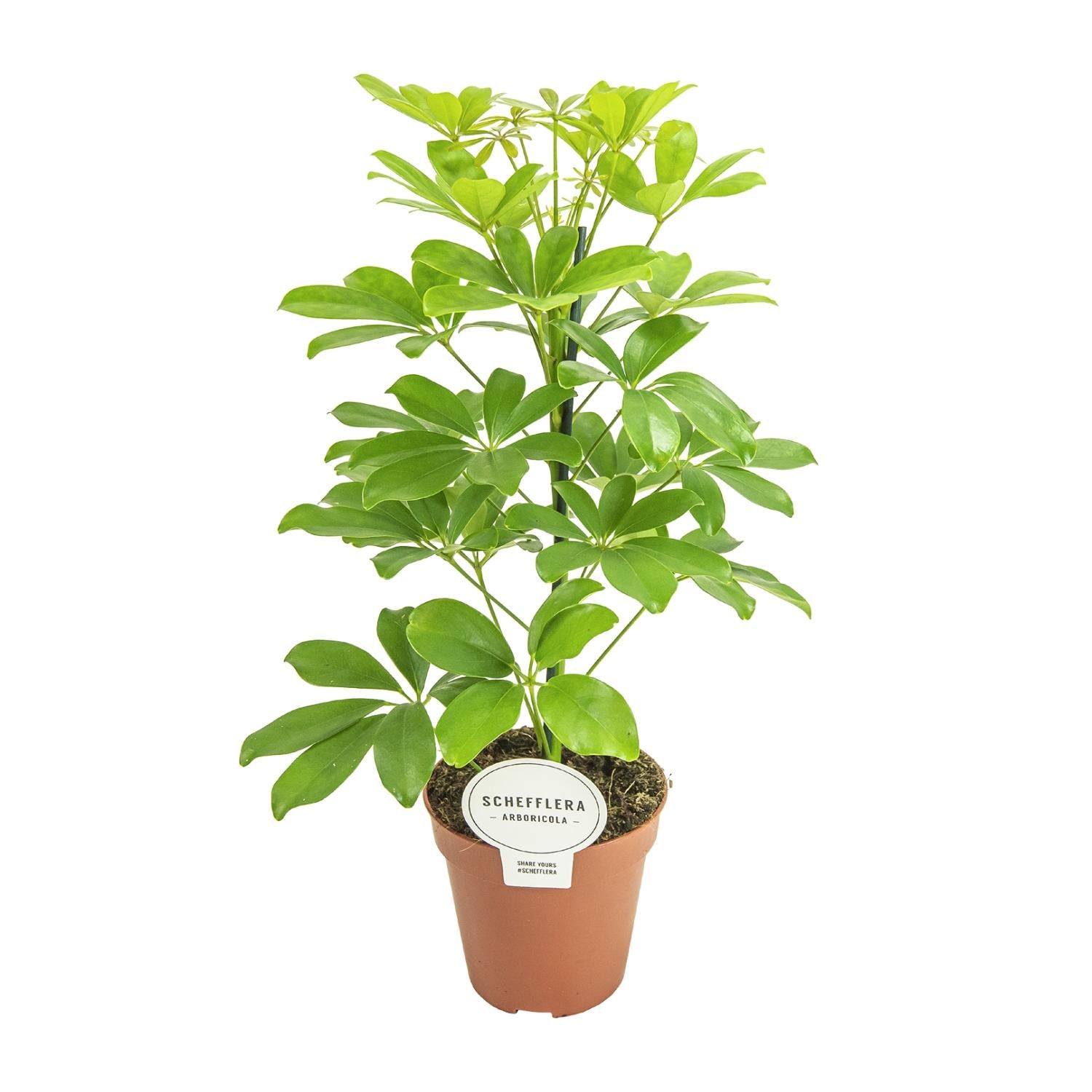 Schefflera Nora – Schirmbaum - 35-45 cm