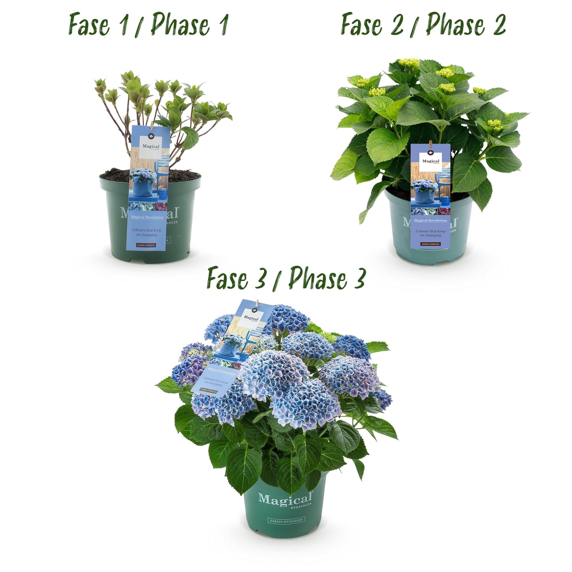 Hydrangea 'Magical Revolution' Blue – Hydrangea, 6–10 flowers – 23 cm pot, 55 cm tall