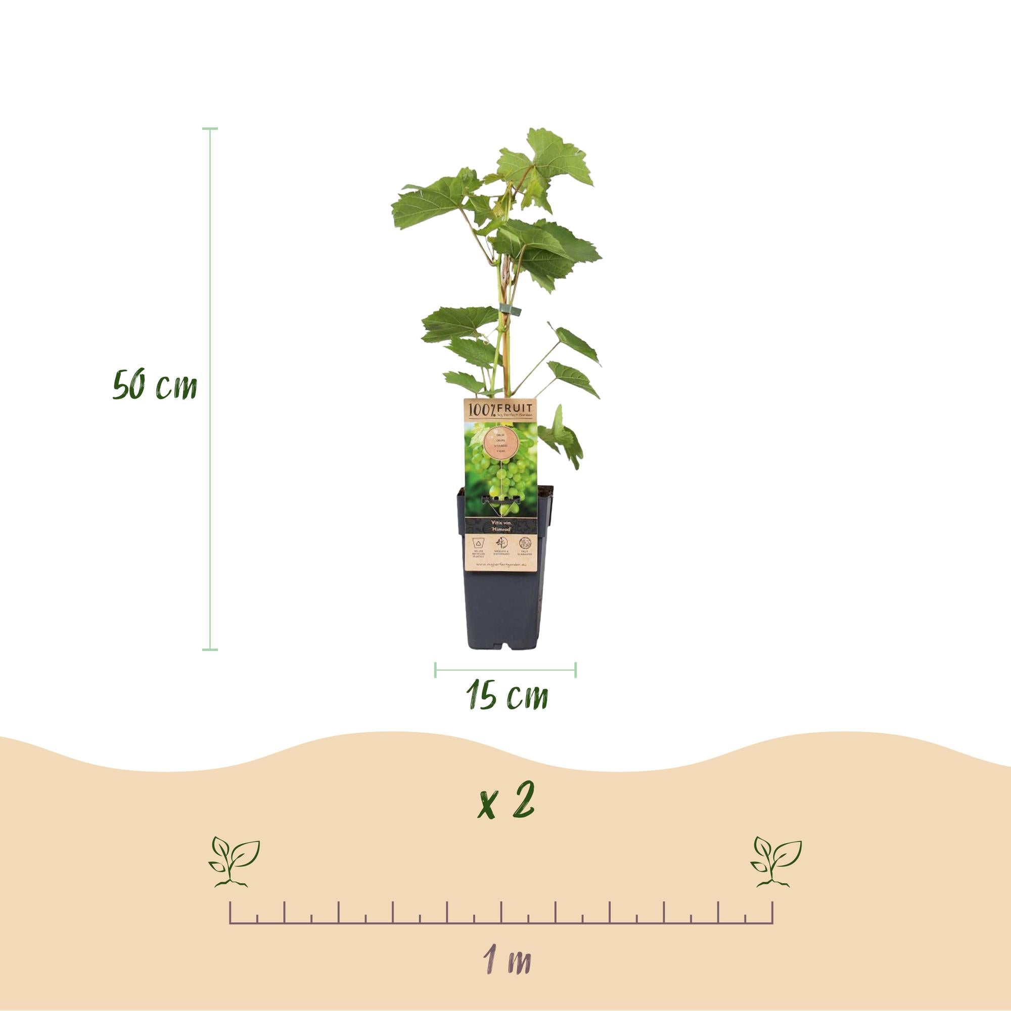 Vitis vinifera ‘Vanessa’ & ‘Himrod’ – kernlose Trauben, lila & weiß, 2 Pflanzen, 15-cm Topf, 50 cm Höhe