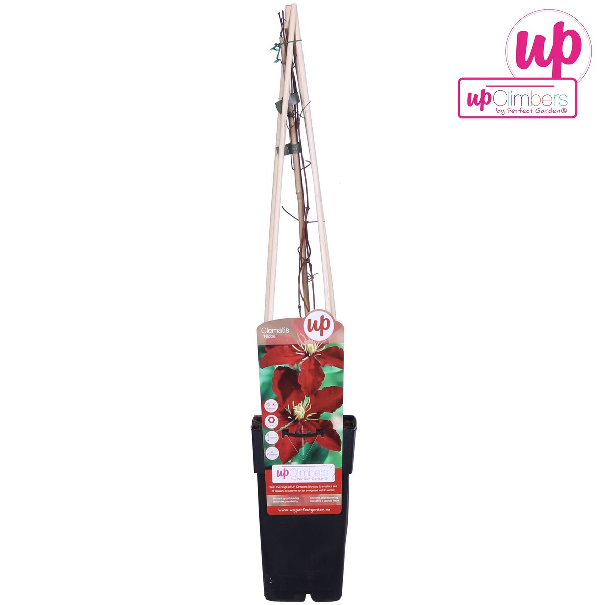 Clematis ‘Niobe’ – großblütige, sommerblühende Sorte, 15 cm Topf, 65 cm Höhe