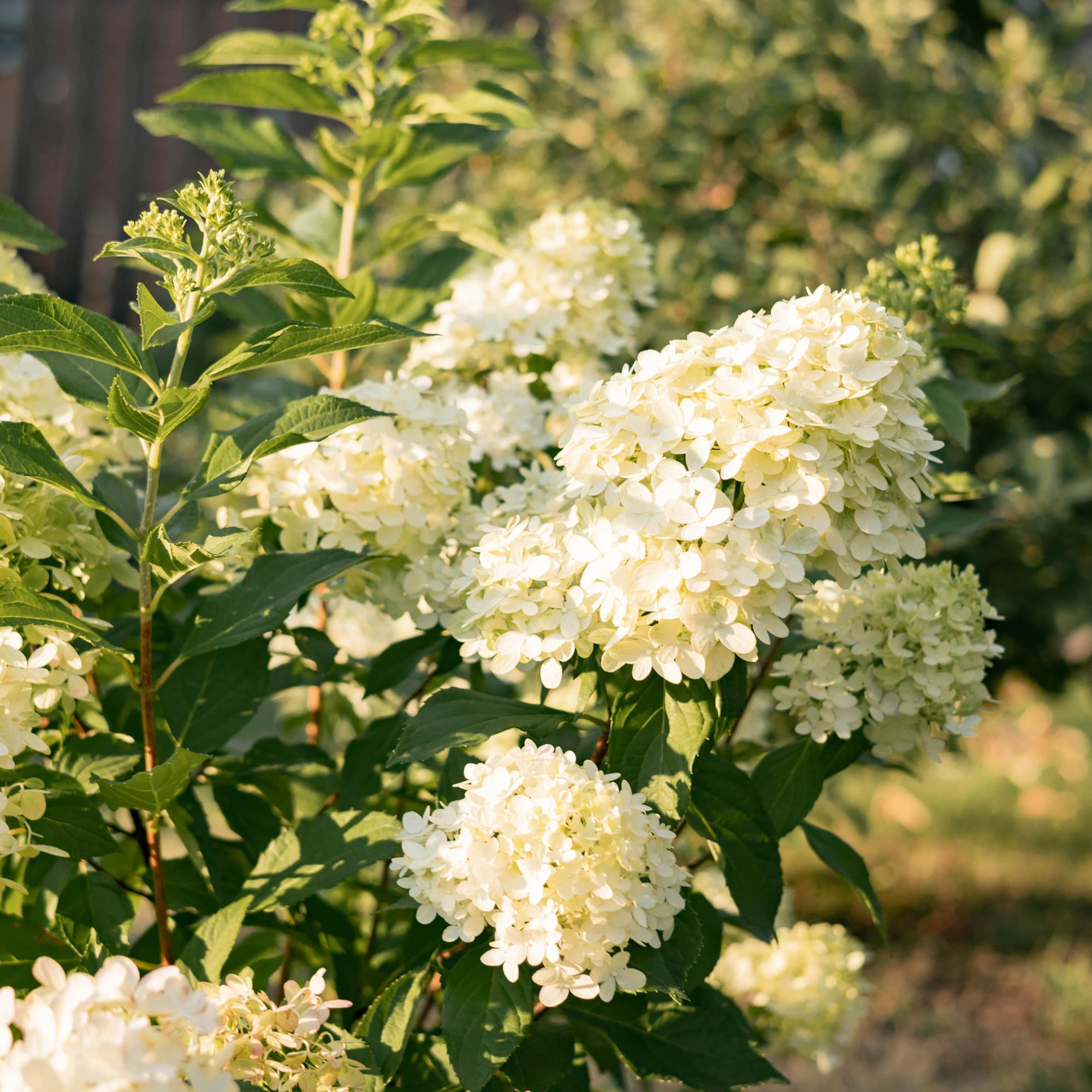 Panicle hydrangea 'Limelight' – creamy white flowers, in a 17 cm pot, 50 cm tall