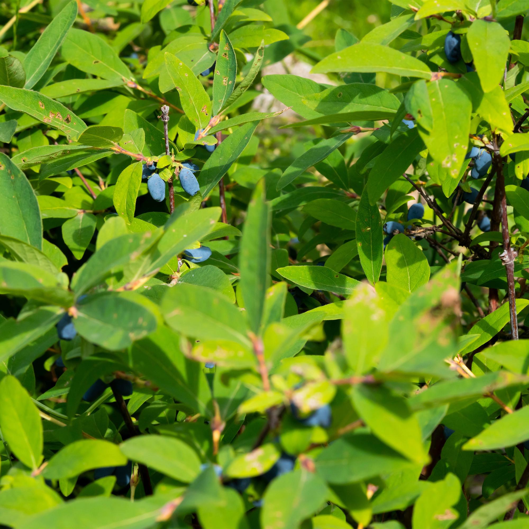 Μέλι (Lonicera caerulea 'Kamchatika') – 2 φυτά, γλάστρα 15 εκ., ύψος 50 εκ.