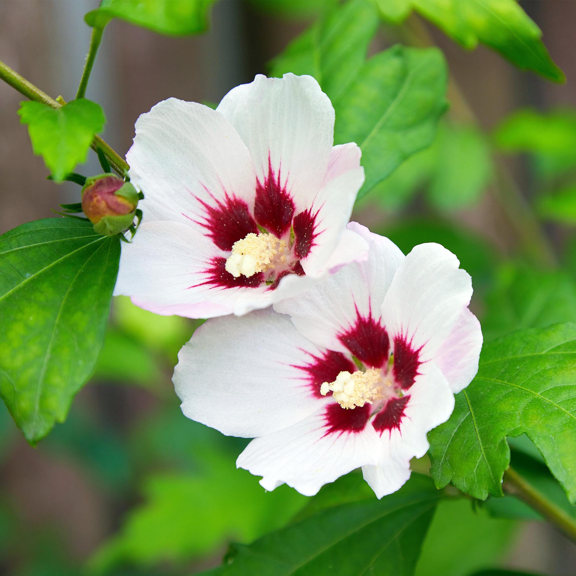Hibiscus 'Hamabo' – deciduo, fioritura rosa chiaro, vaso da 17 cm, altezza 45 cm