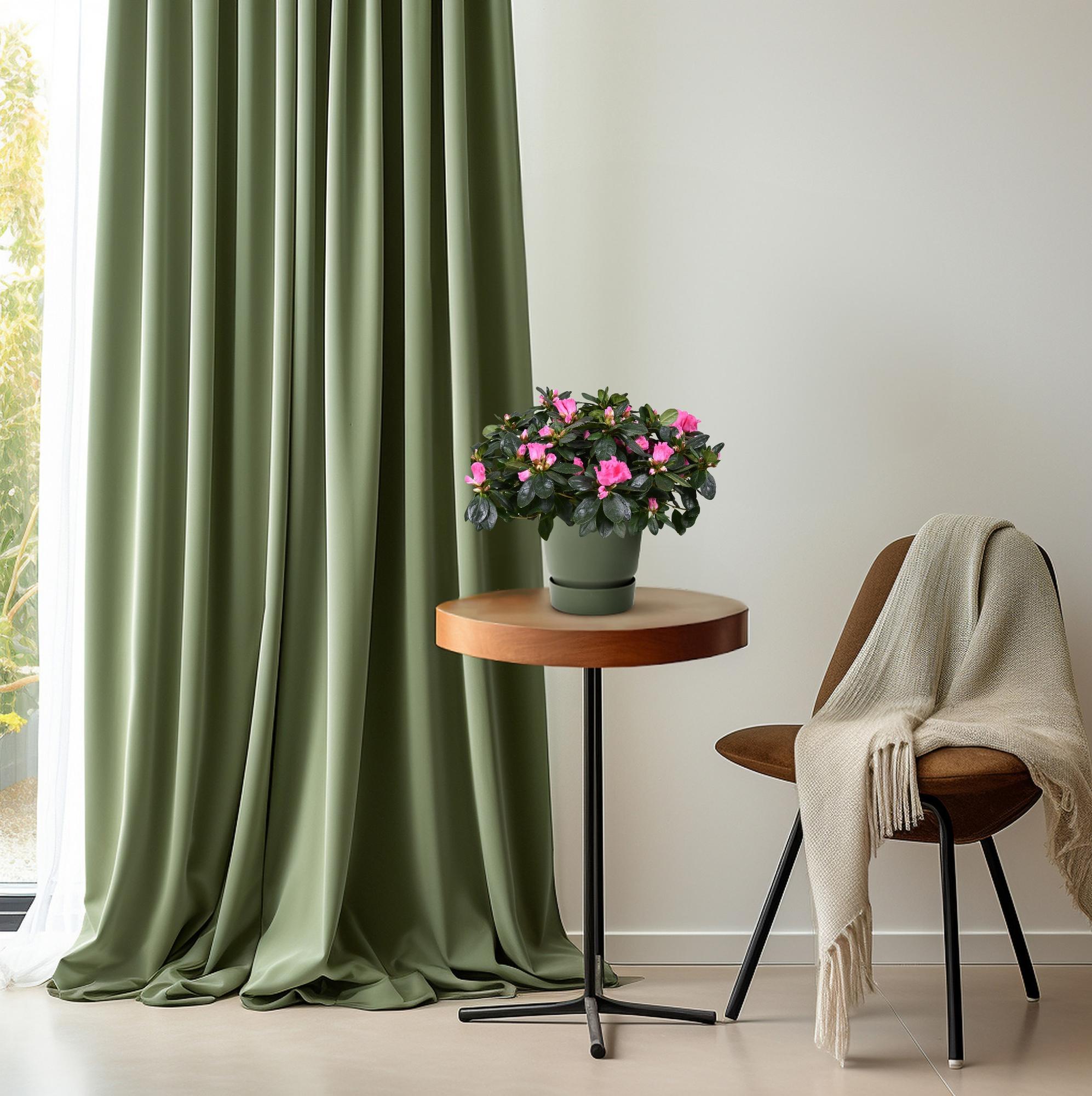 Azalea ‘Rose Vogel’ – kompakte Blütenpflanze, 14 cm Topf, 30 cm Höhe