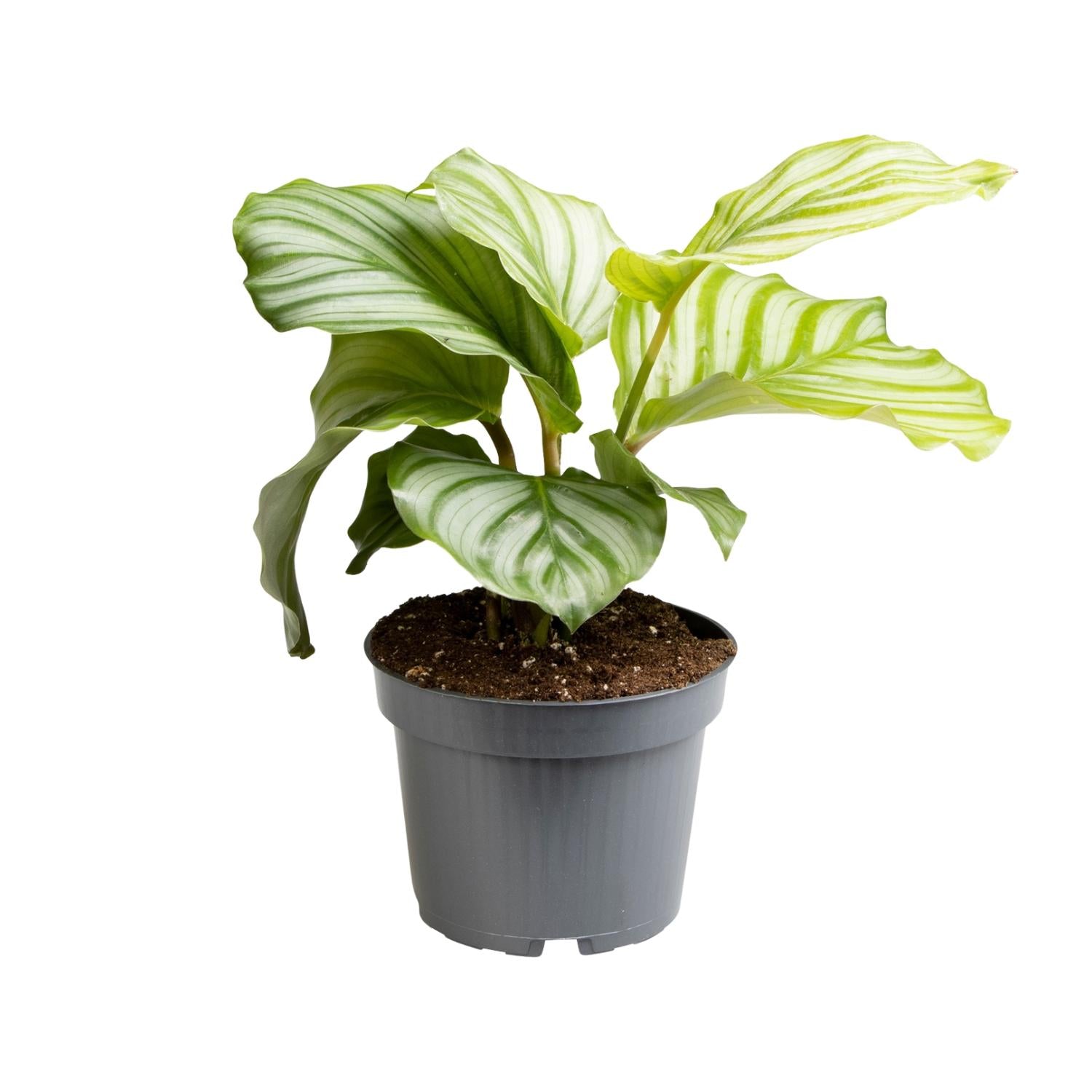 Calathea Orbifolia – Round-leaved Prayer Plant - 25-65cm