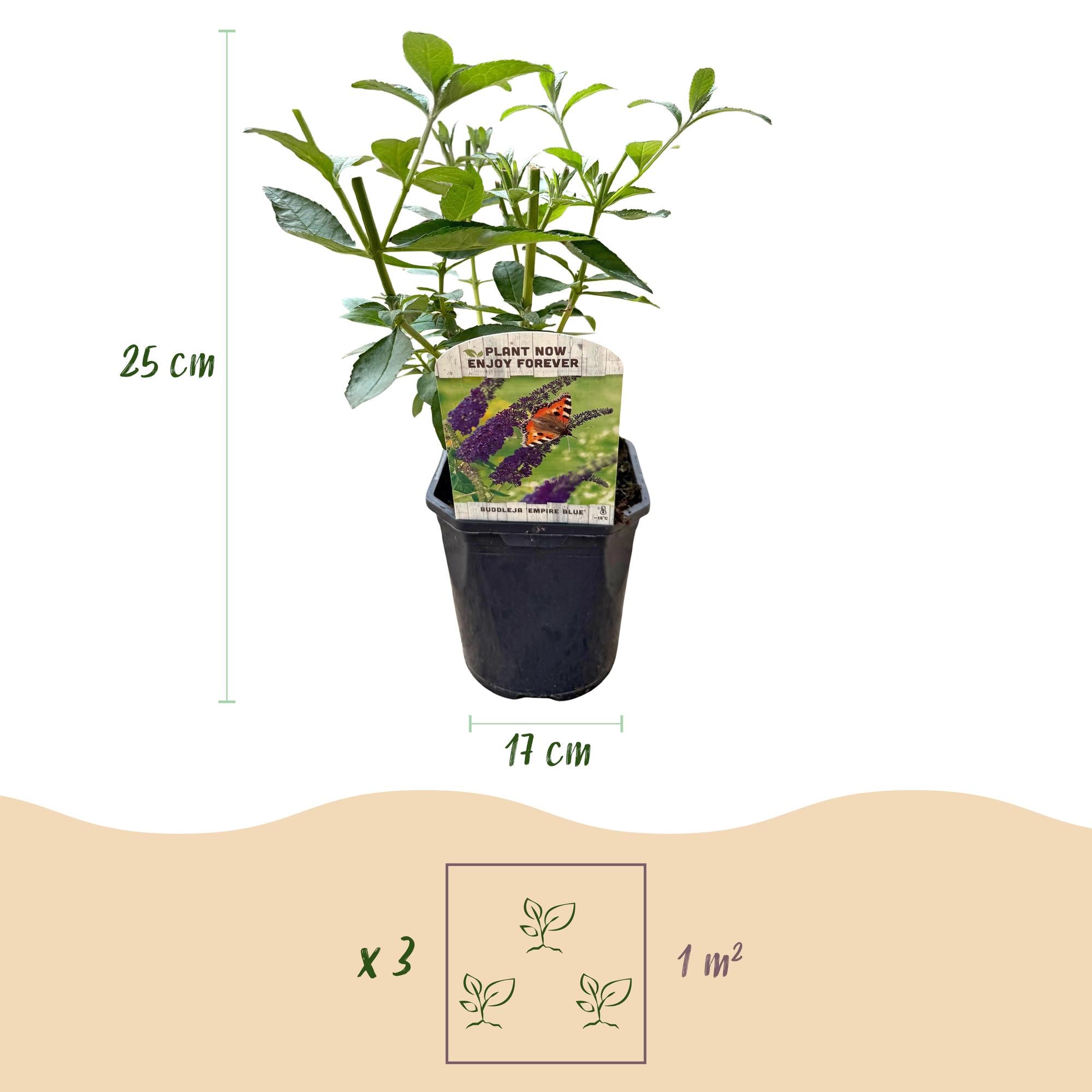 Butterfly bush 'Empire Blue' – blue flowers, 1 plant, 17 cm pot, 25 cm tall