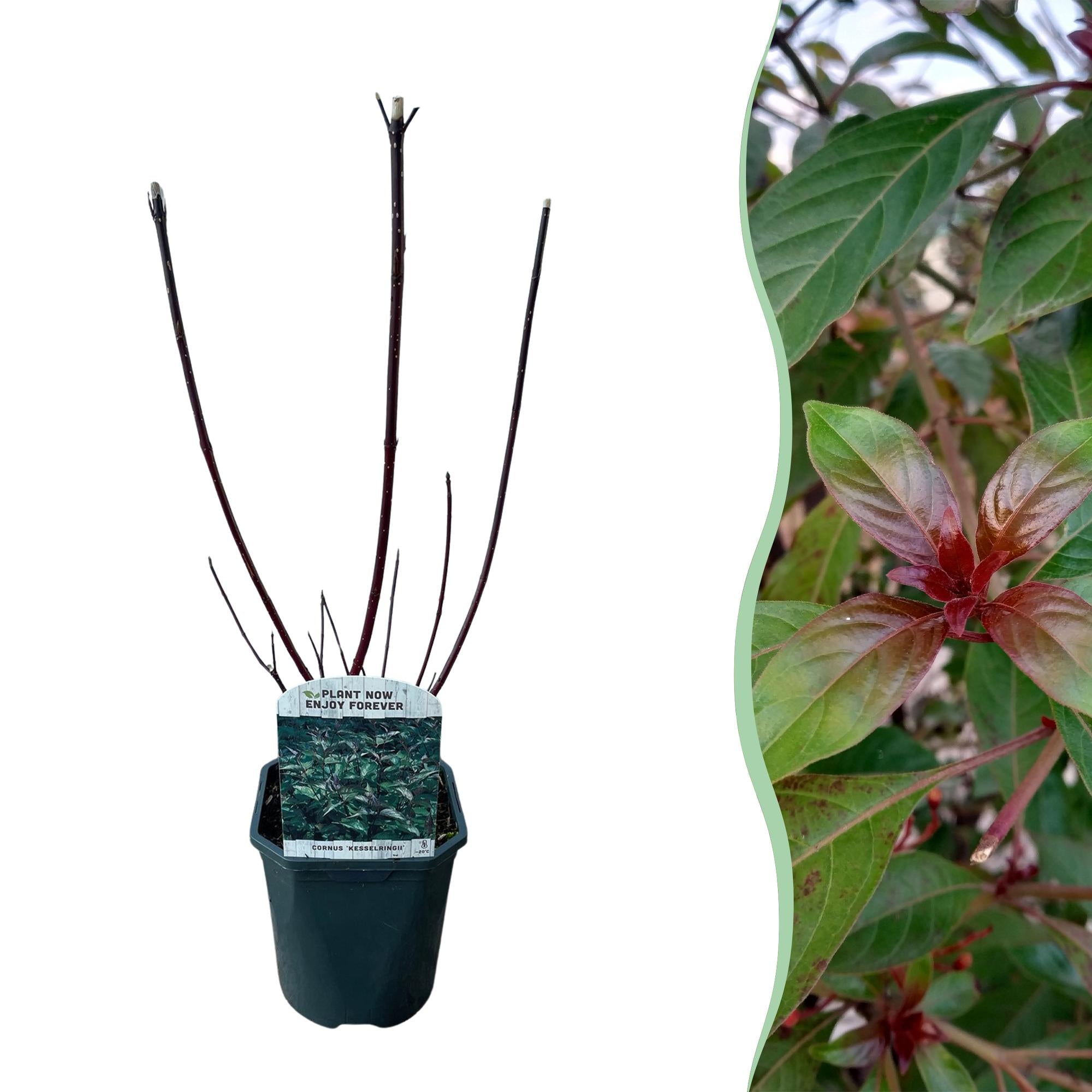 Cornus alba 'Kesselringii' – Corniolo ornamentale con rami scuri, alto 45 cm