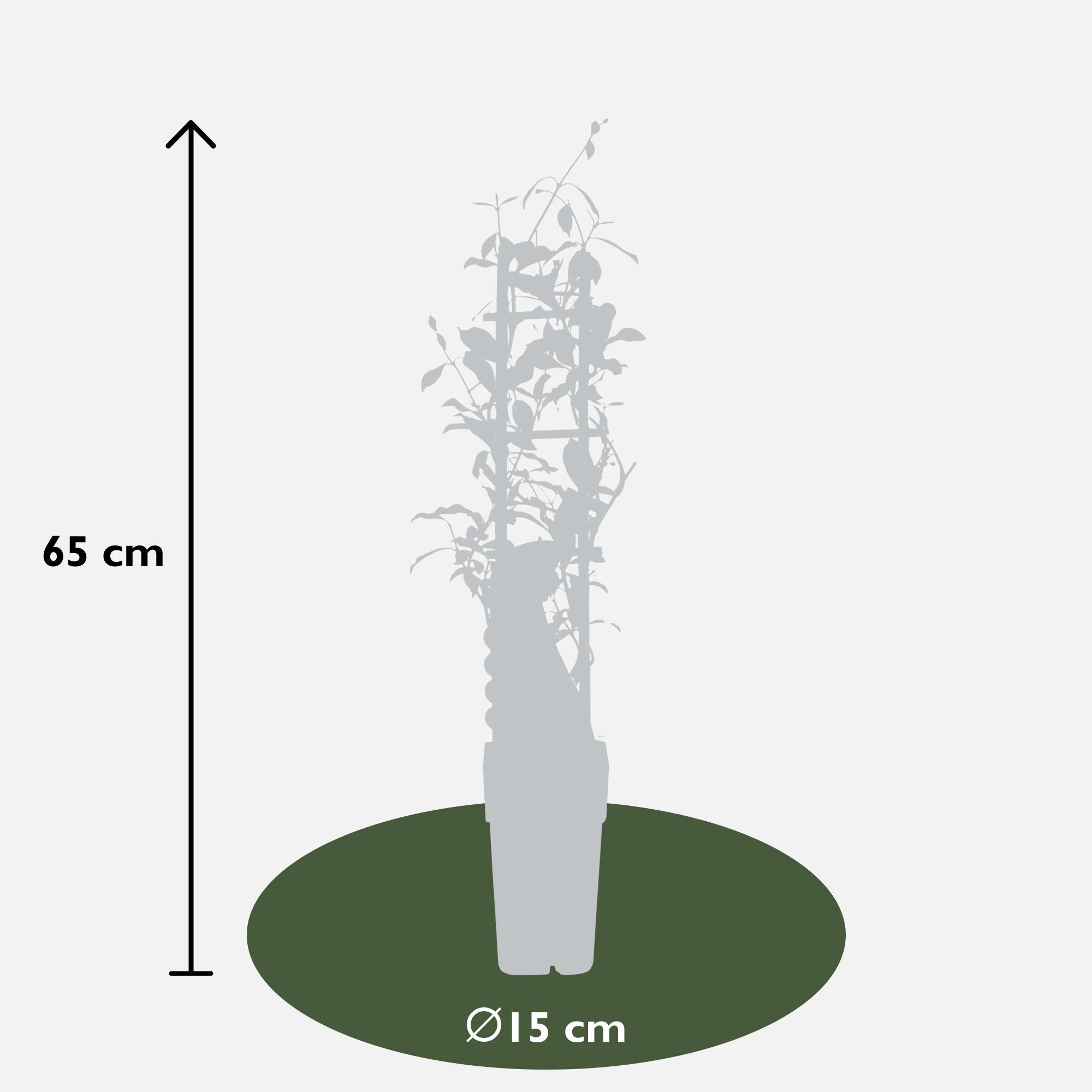 Set of 3 Trachelospermum Mix – evergreen climbing plants, 15 cm pot, 65 cm tall