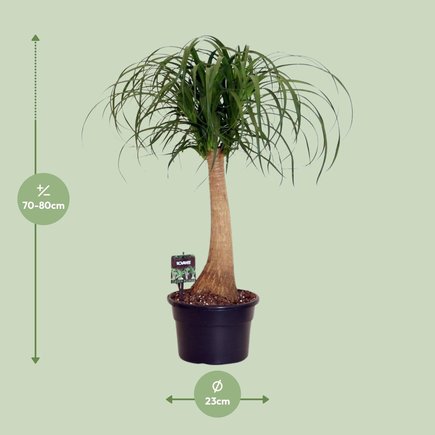 Beaucarnea Nolina – Elefantenfuß - 60-80 cm