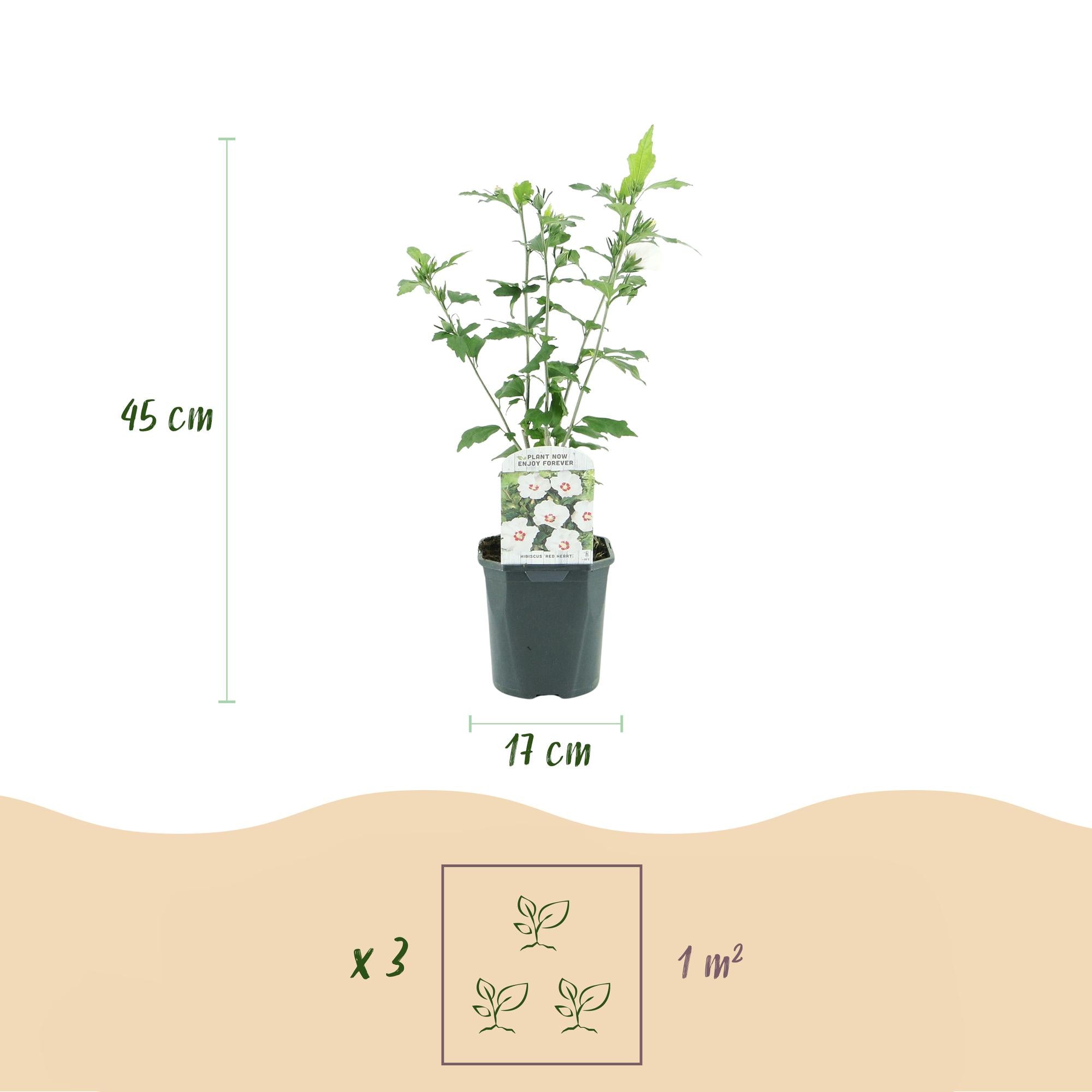 Ιβίσκος κήπου 'Red Heart' – Φυλλοβόλος, λευκό λουλούδι με κόκκινο μάτι, γλάστρα 17 cm, ύψος 45 cm