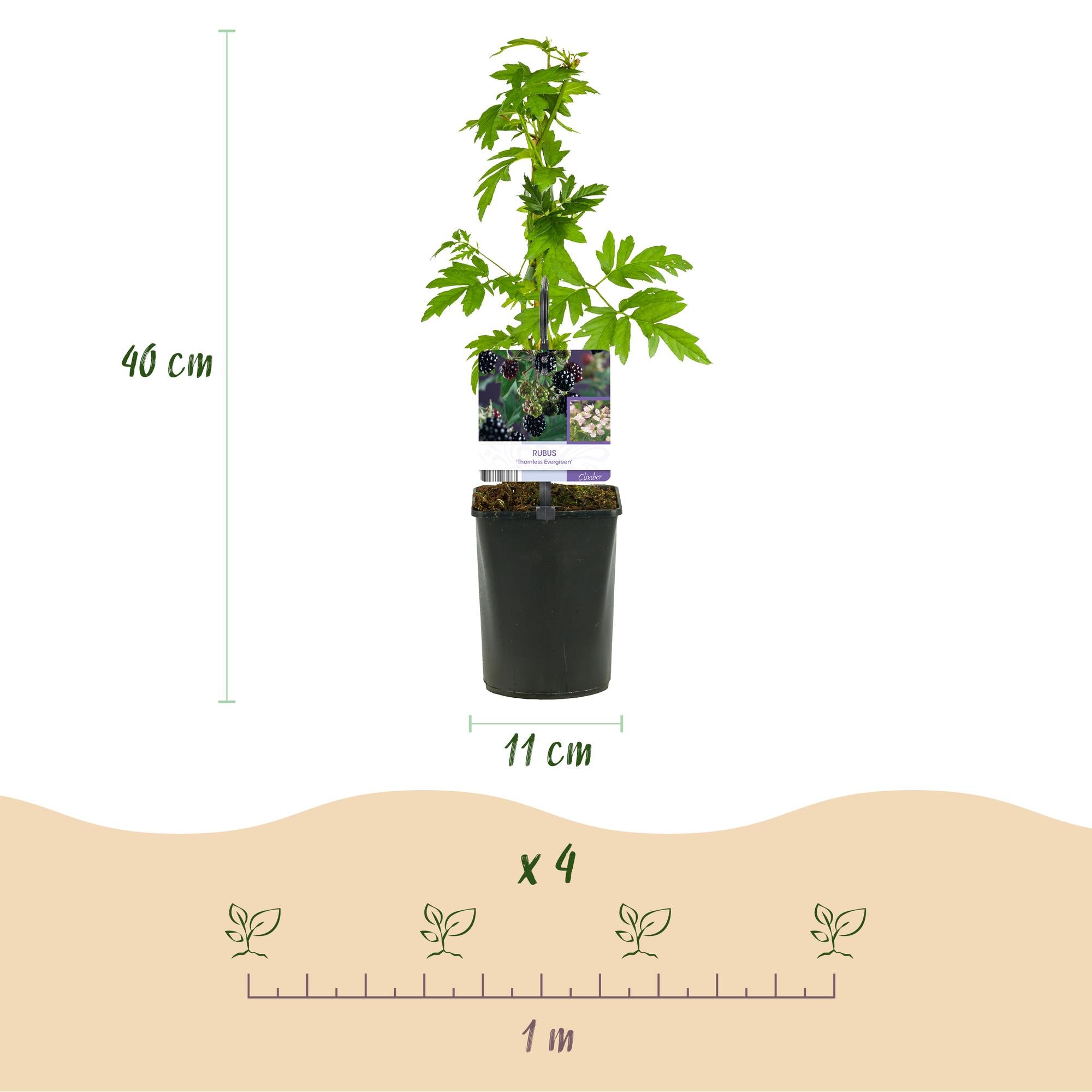 Dornlose Brombeere „Thornfree Evergreen“ – 2 kräftige Pflanzen im 11 cm Topf (ca. 40 cm)