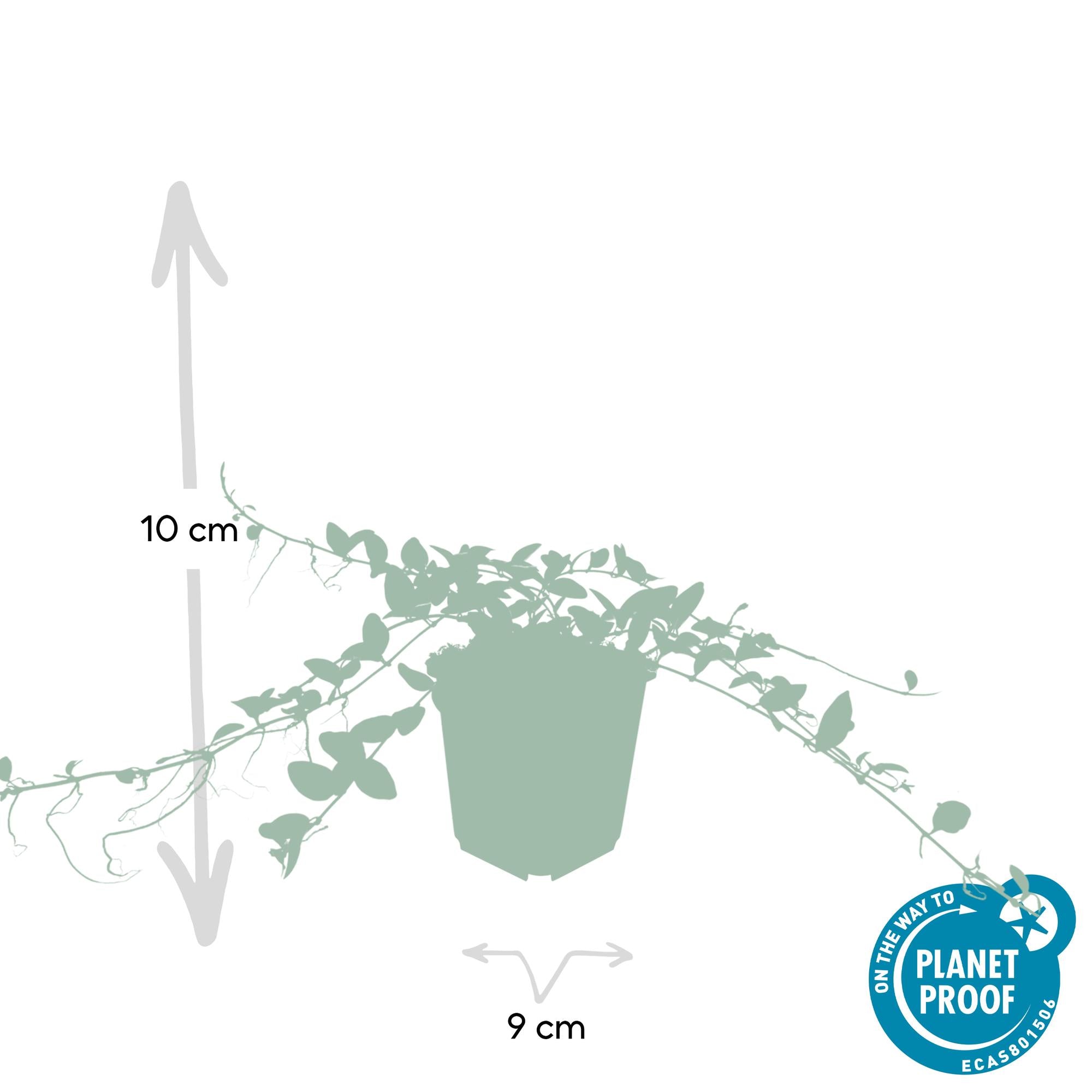Vinca minor ‘Alba’ – weiß blühende Bodendeckerpflanze, 9 cm Topf, 10–25 cm Höhe