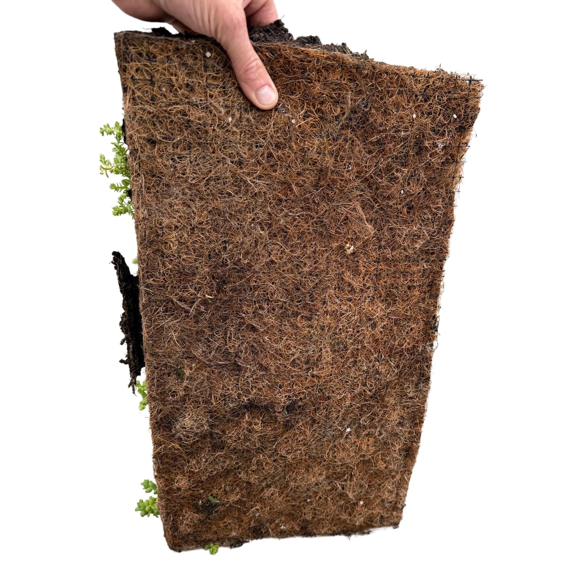 Tappeto tappezzante composto da 10 specie di Sedum – resistente all’inverno, 50 × 30 cm