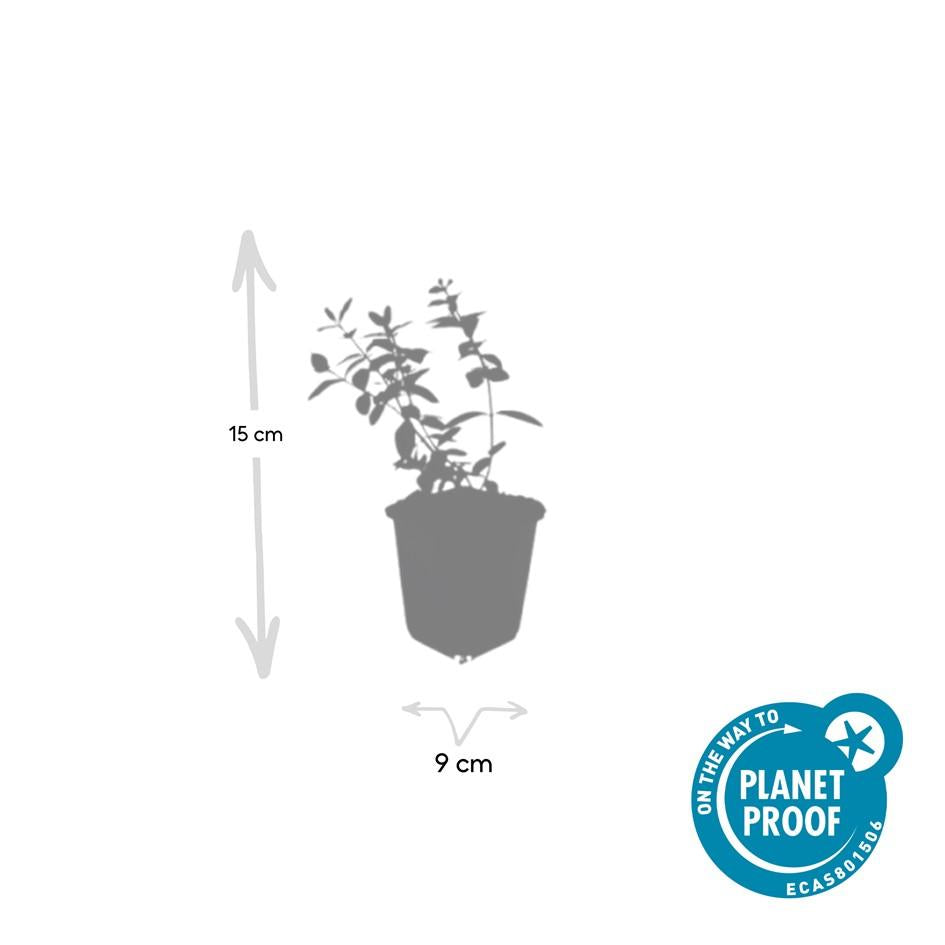 Johanniskraut ‘Peter Dummer’ – niedrig wachsend, 9 cm Topf, 10–25 cm Höhe