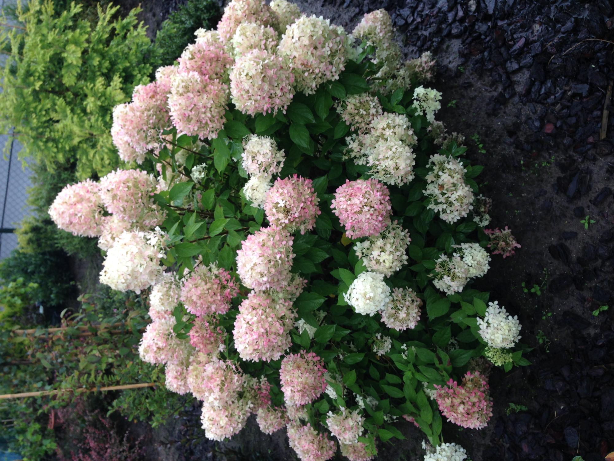 Panicle hydrangea 'Limelight' – creamy white flowers, in a 17 cm pot, 50 cm tall