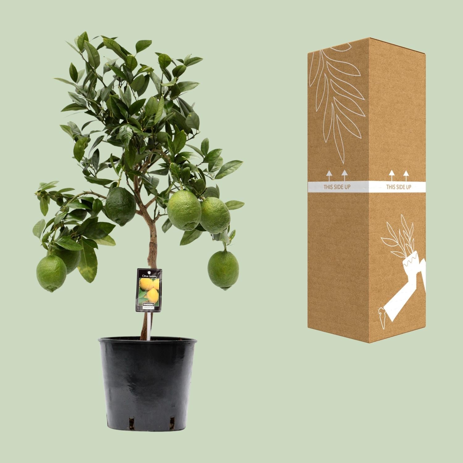 Albero di limone (Citrus lemon) – 35–80 cm