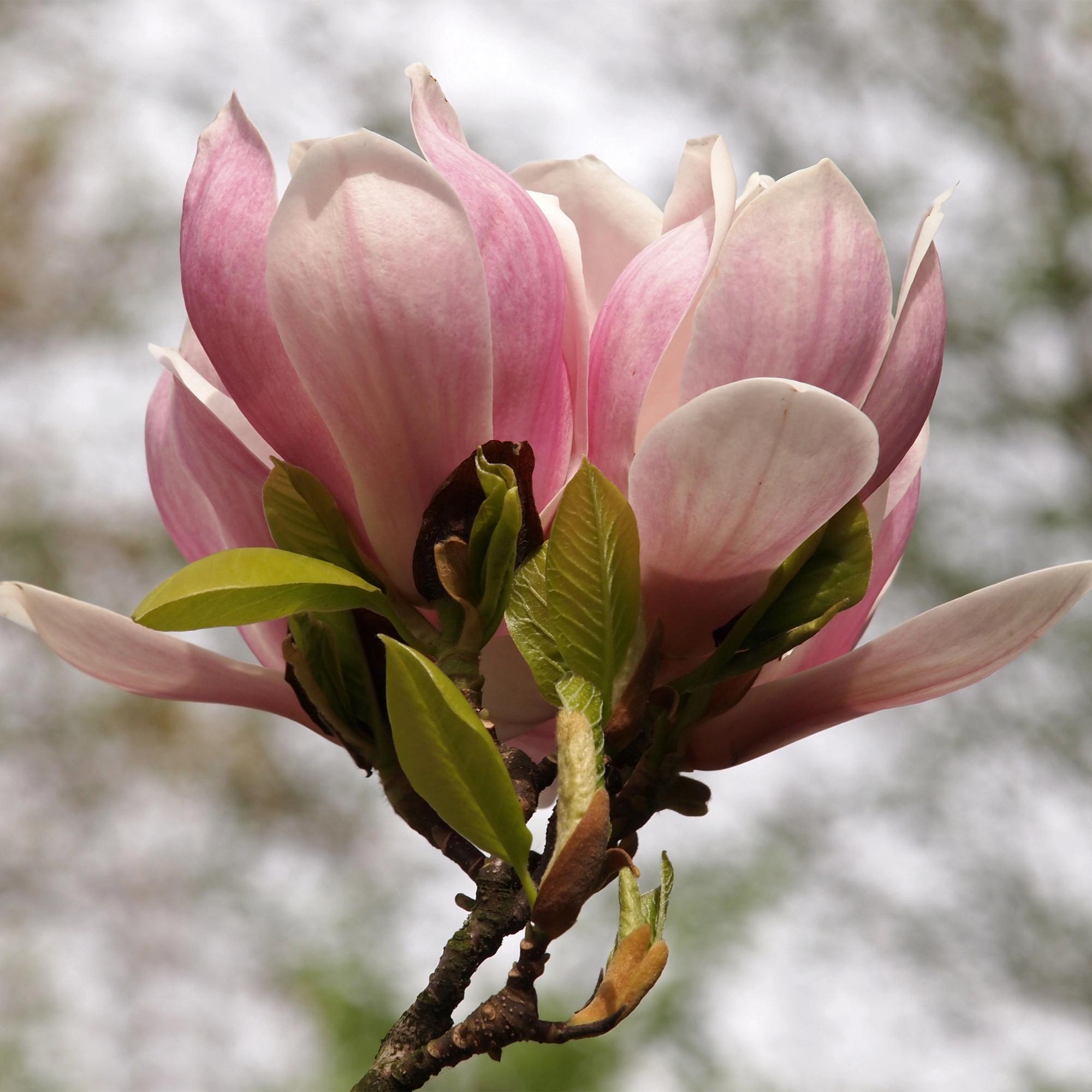Magnolia soulangiana – arbusto con fiori rosa chiaro, vaso da 17 cm, altezza 45 cm