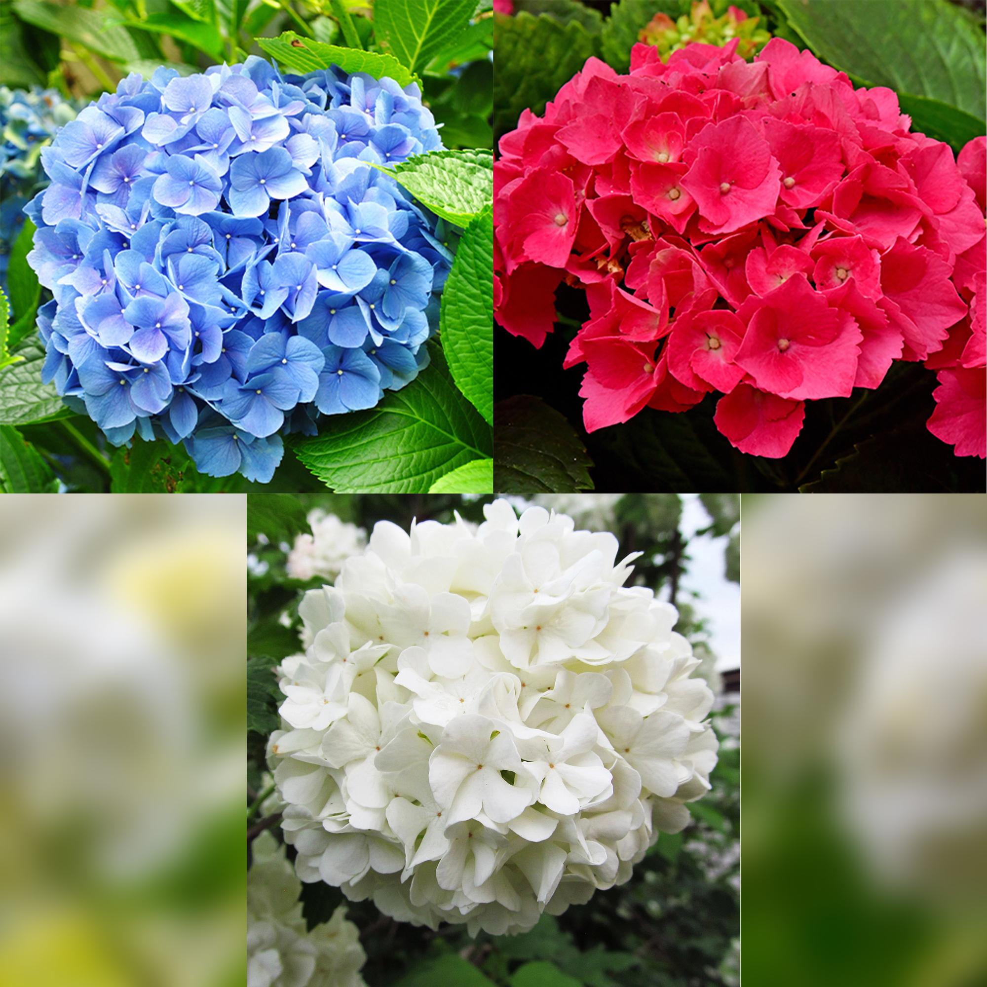 Hydrangea 'Tricolour' – Tricolour flower, set of 3, easy to care for, 17 cm pot, 30 cm high