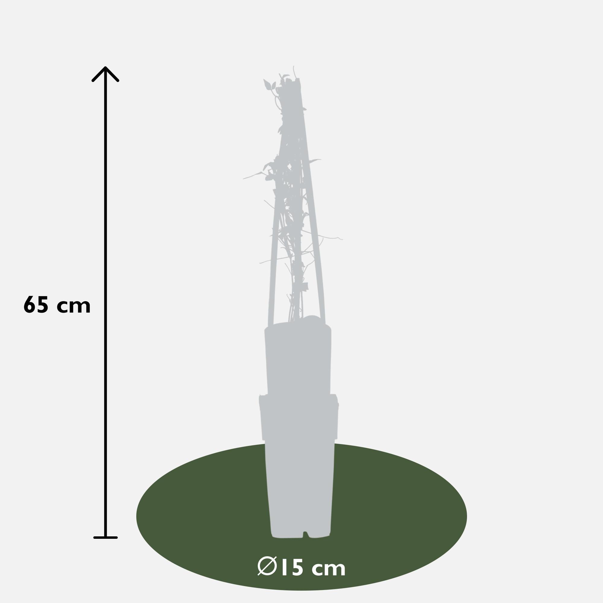 Clematis 'Polish Spirit' – vigorously growing summer flowering plant, 15 cm pot, 65 cm tall