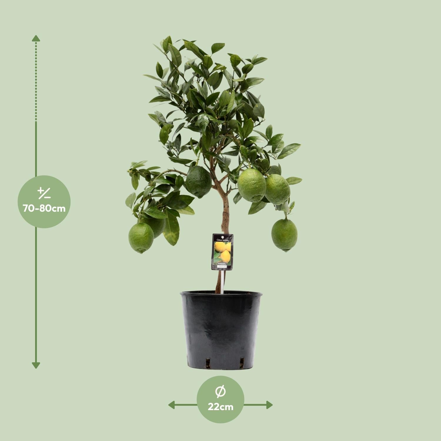 Albero di limone (Citrus lemon) – 35–80 cm