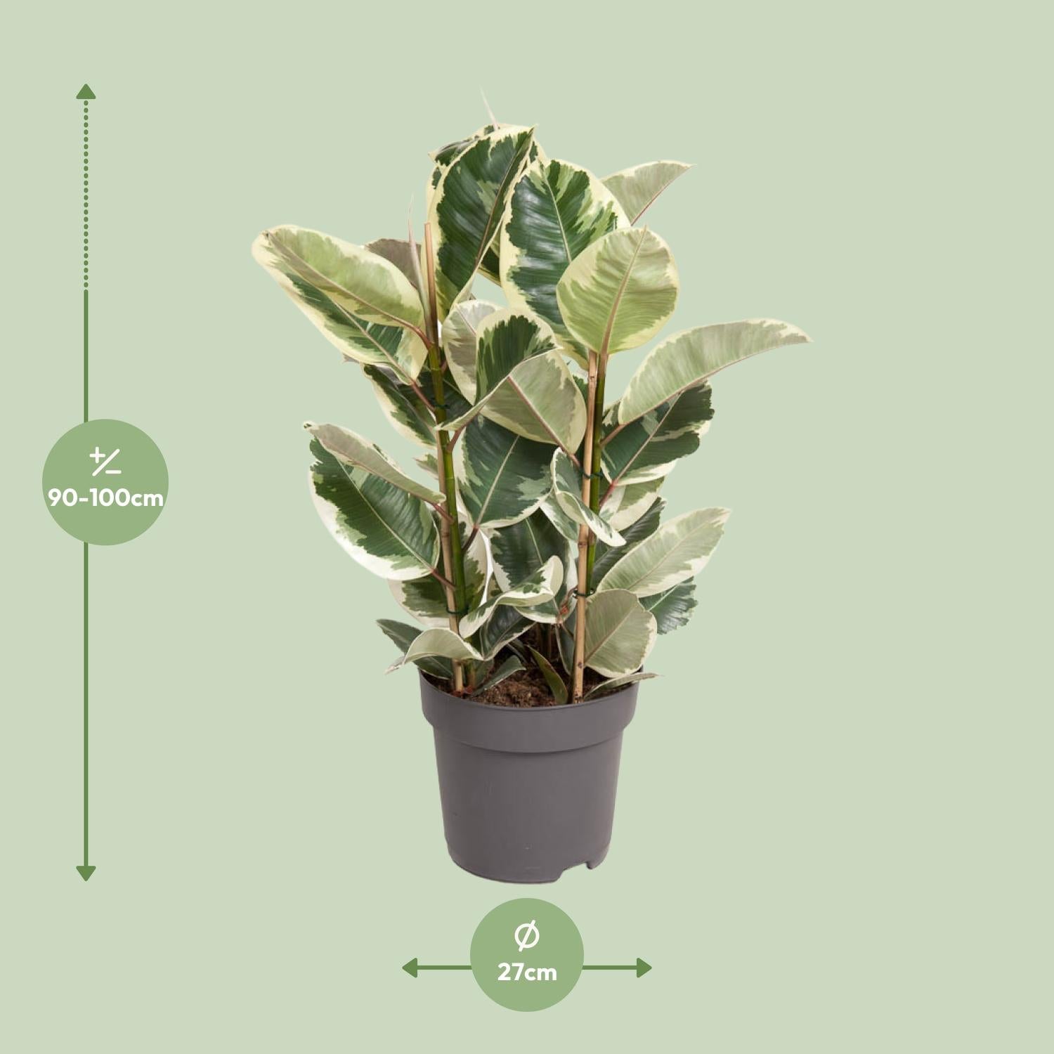 Ficus elastica ‘Tineke’ – 50–100 cm