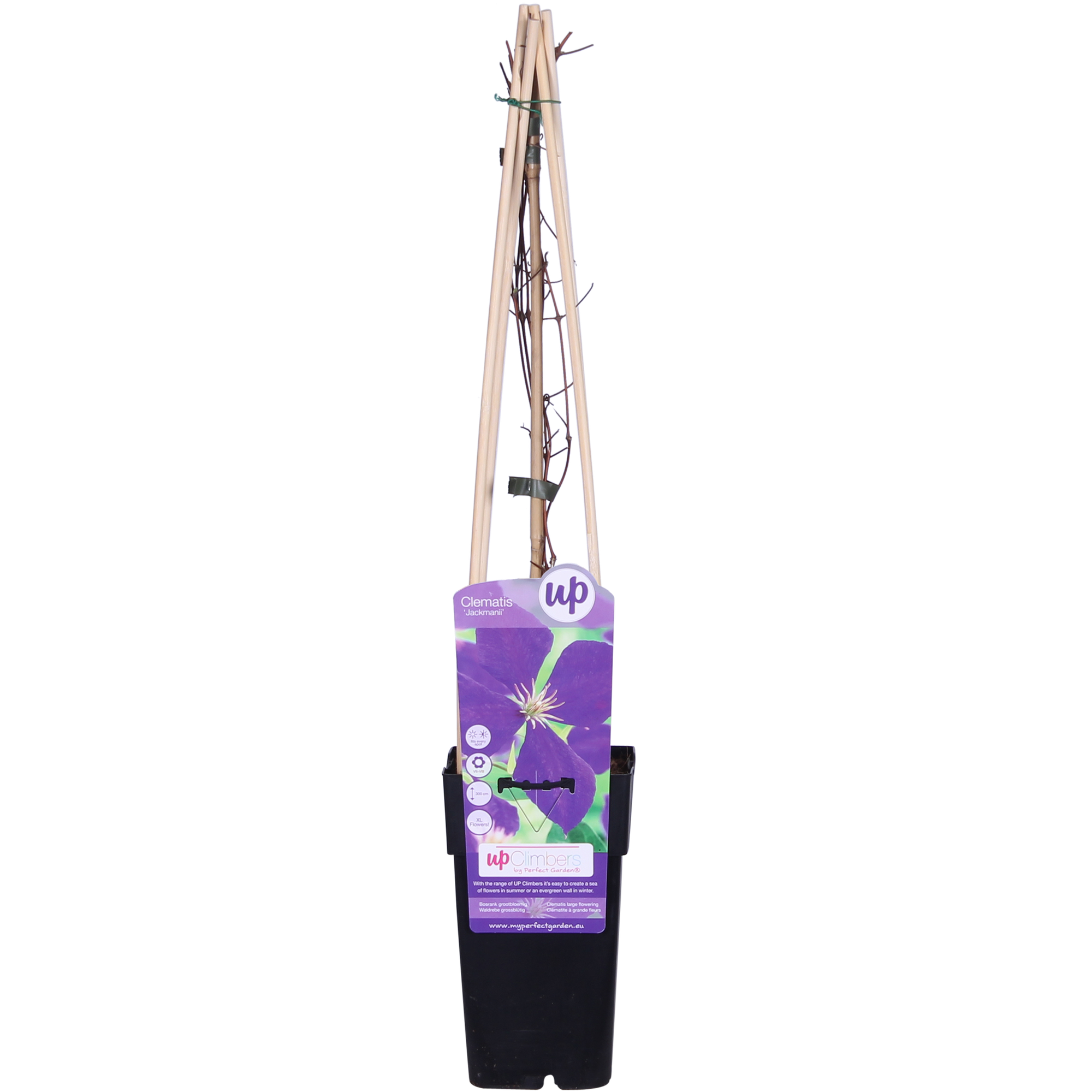 Clematis 'Jackmanii' – summer-flowering clematis, 15 cm pot, 65 cm height