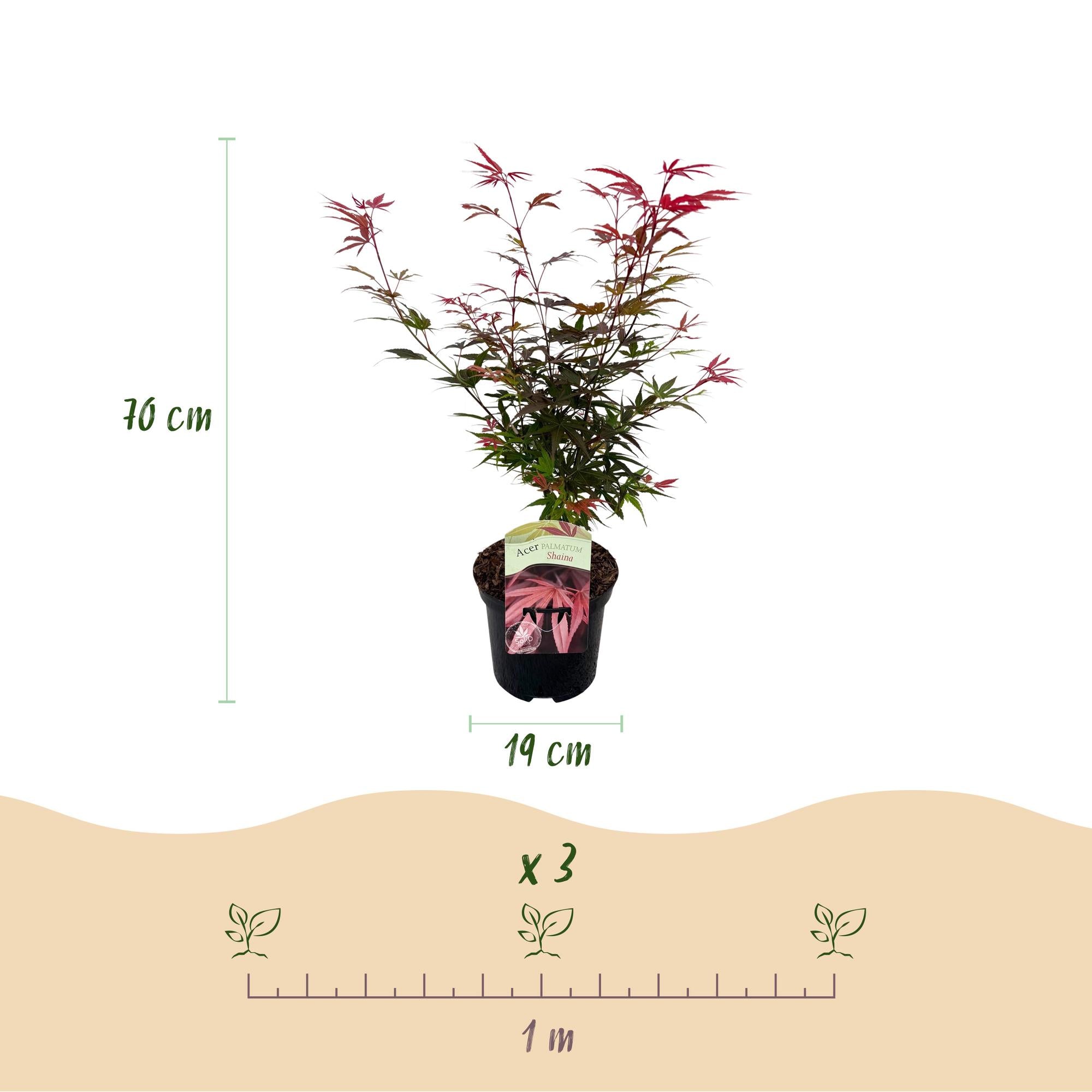 Acer Palmatum ‘Shaina’ – Japanischer Ahorn, laubabwerfend – 19 cm Topf, 70 cm hoch
