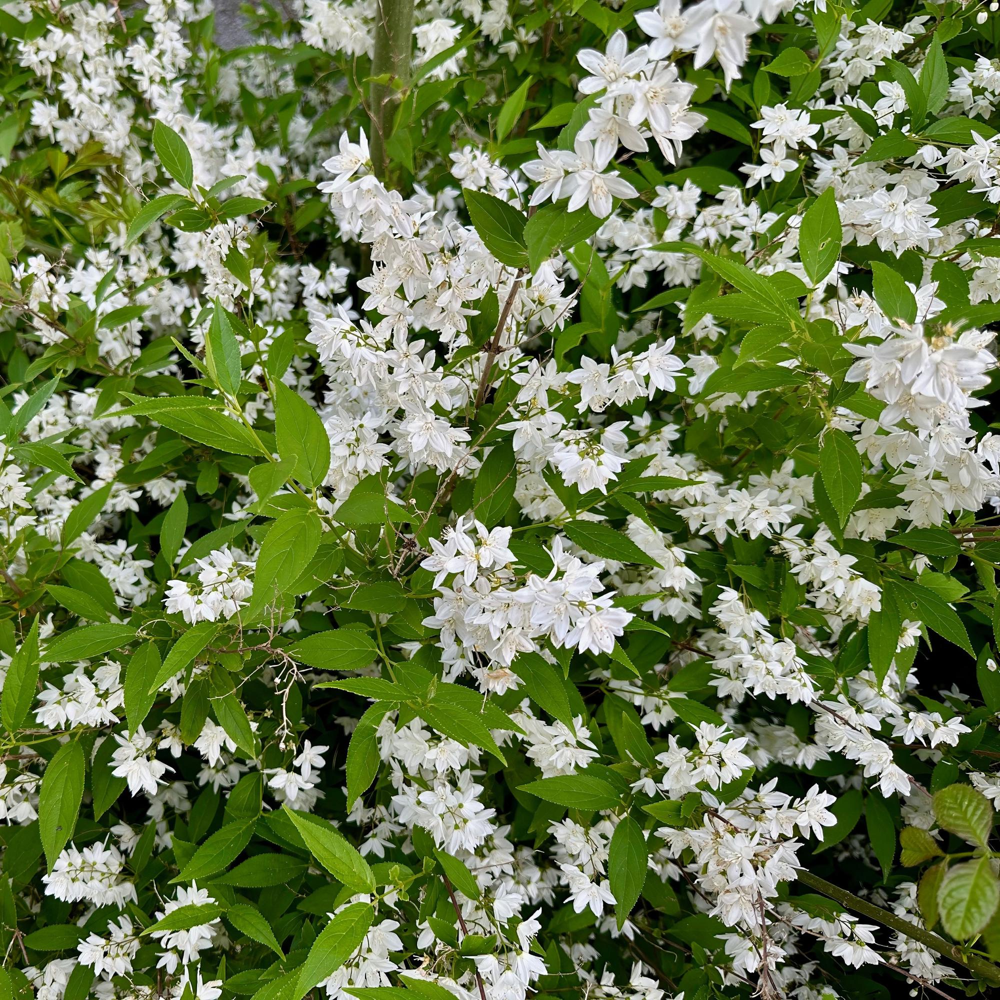 Θάμνος Mayflower (Deutzia gracilis) – λευκής ανθοφορίας, φυλλοβόλος, γλάστρα 17 cm, ύψος 45 cm