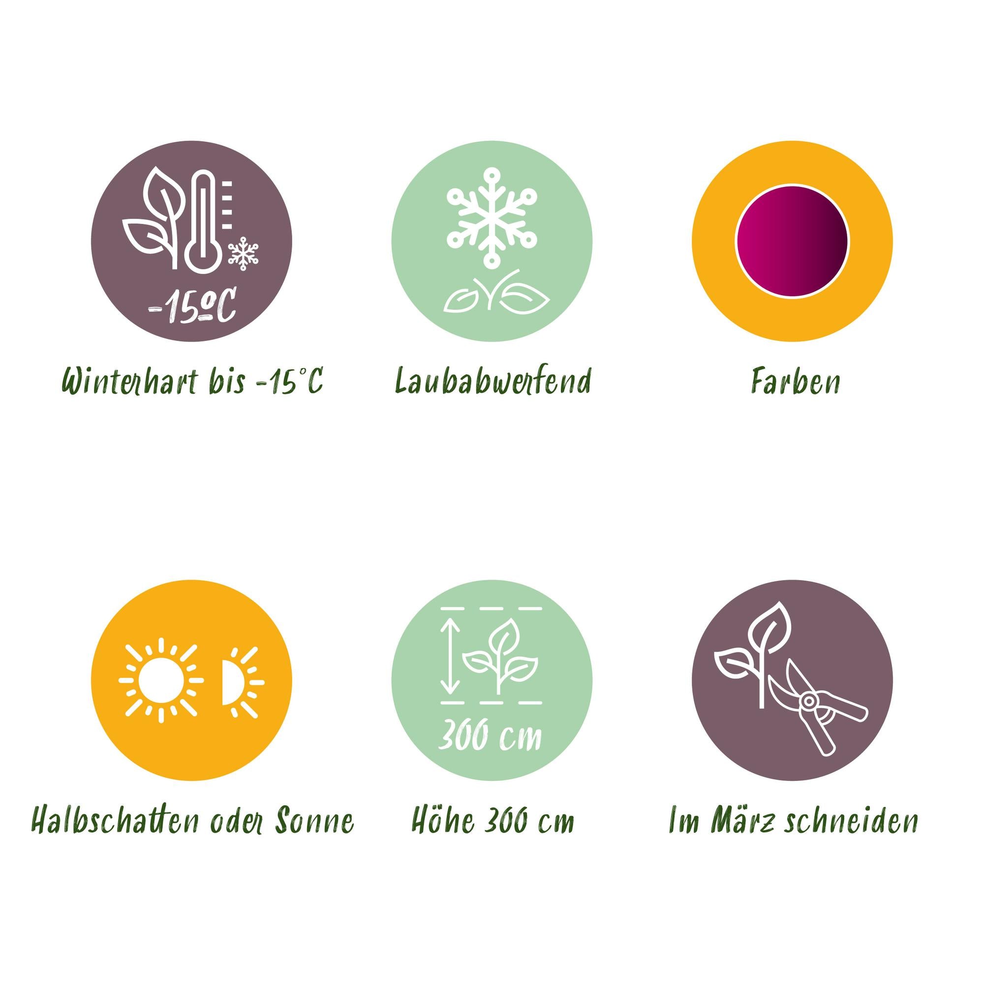 Acer Palmatum 'Bloodgood' – Japanese maple, deciduous – 19 cm pot, 70 cm tall