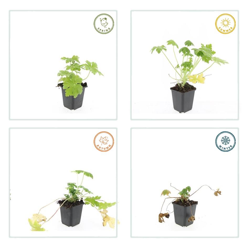 Duftender Storchschnabel ‘Spessart’ (Geranium macrorrhizum) – 9 cm Topf, 10–25 cm