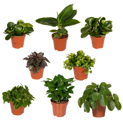 Surprise Box – Mix of Houseplants – 5-10 plants per set
