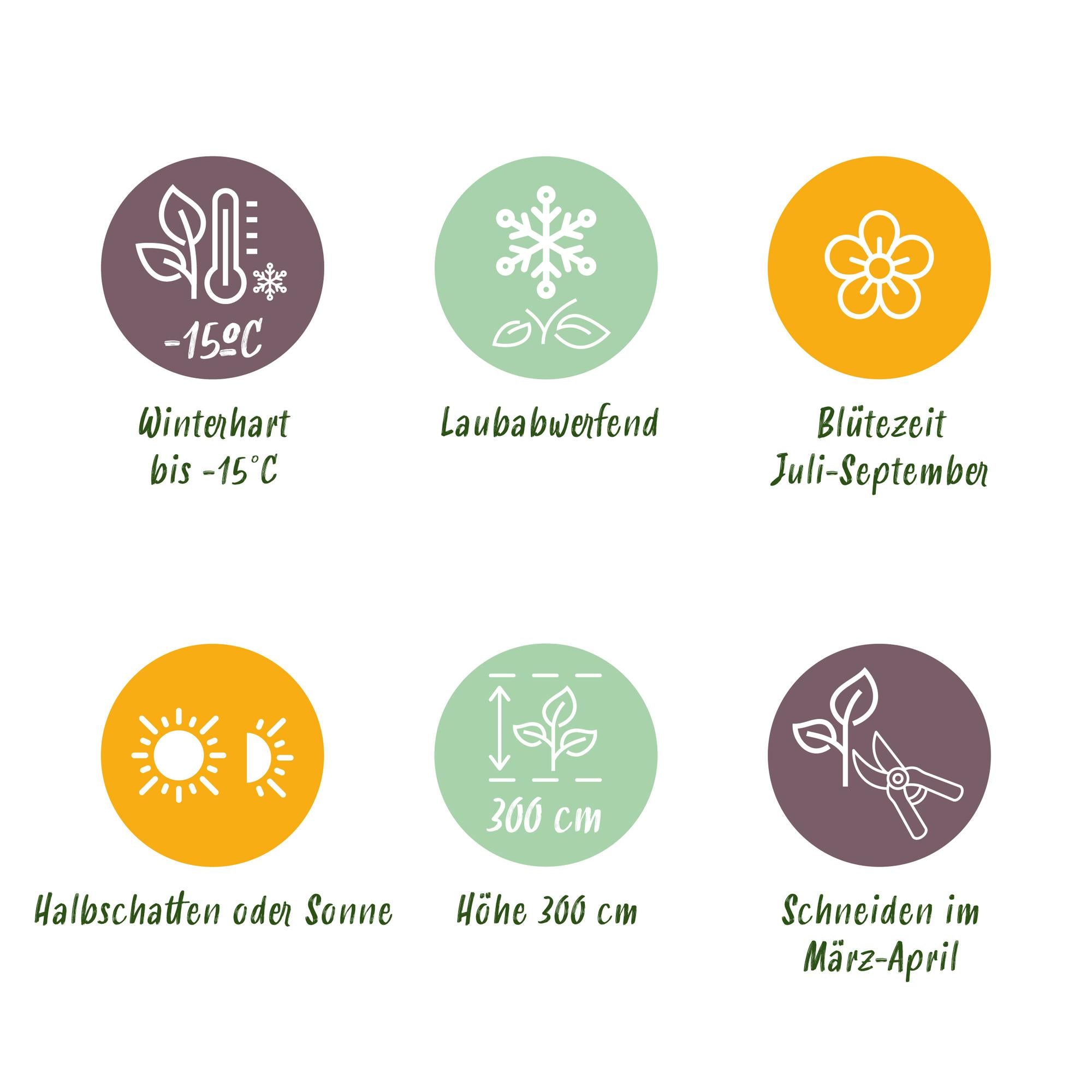 Hibiscus 'Hamabo' – deciduo, fioritura rosa chiaro, vaso da 17 cm, altezza 45 cm