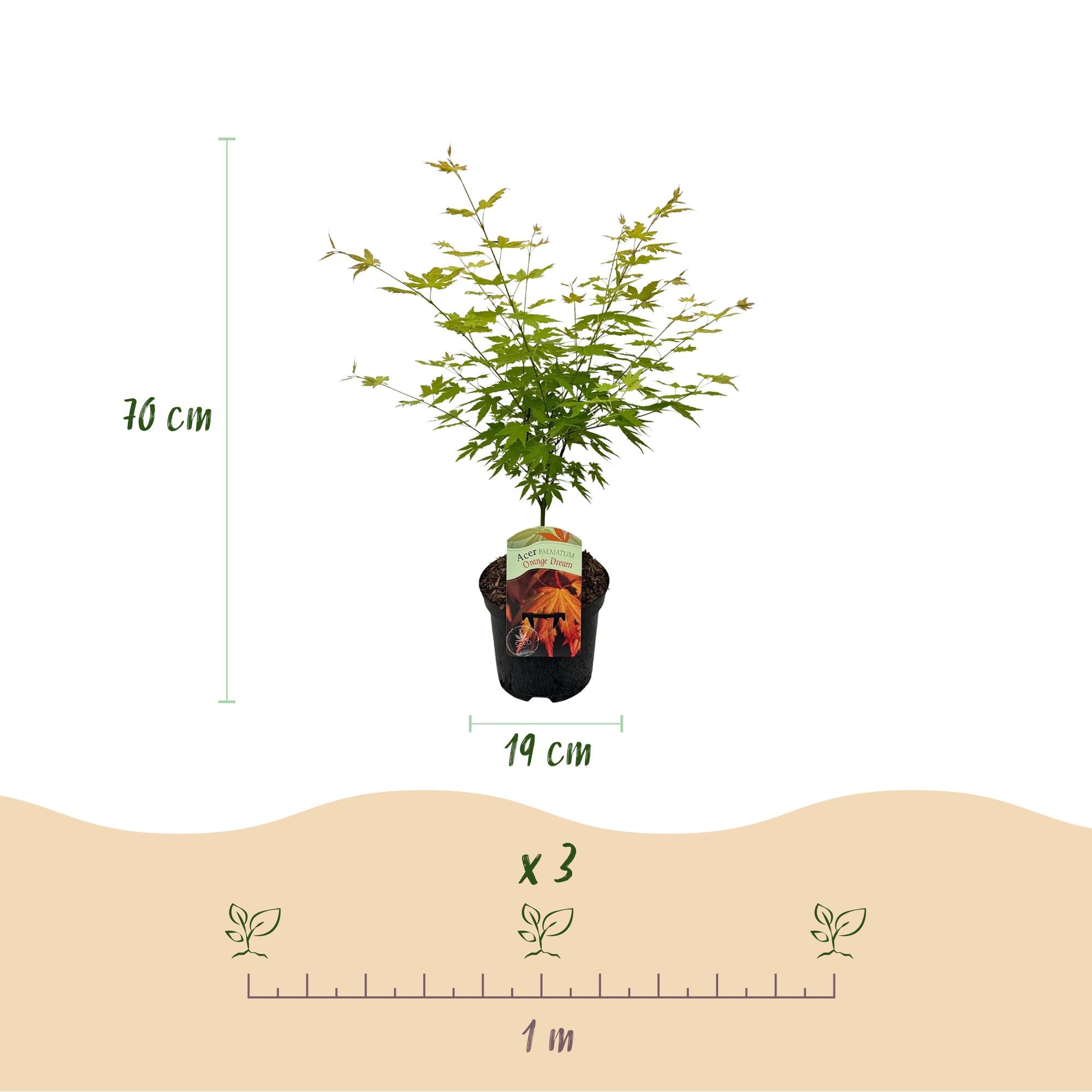 Japanischer Ahorn – Sorte ‘Orange Dream’, laubabwerfend, 19 cm Topf, 70 cm hoch