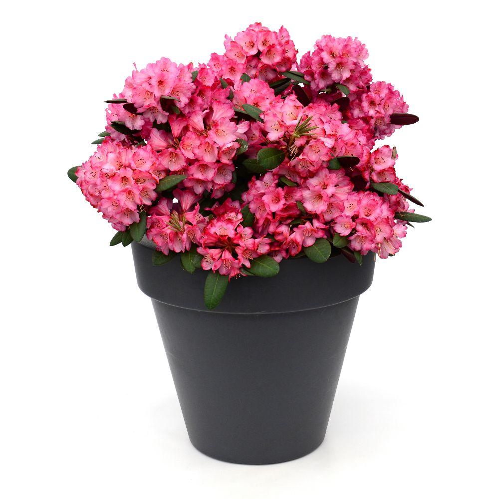 Rhododendron ‘Wine & Roses’ – immergrün, 13 cm Topf, 20 cm hoch