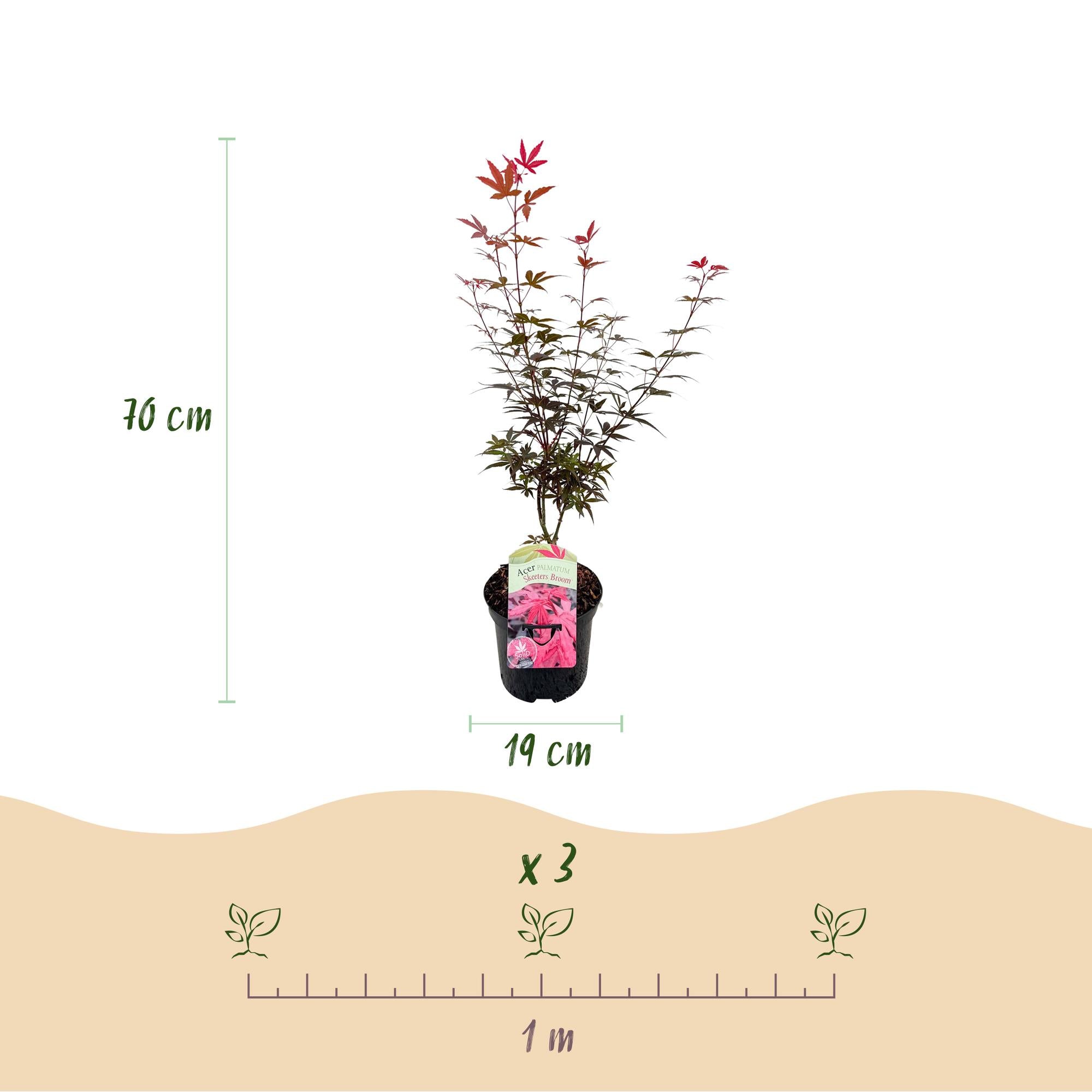 Japanese maple 'Skeeter's Broom' – deciduous, 19 cm pot, 70 cm tall