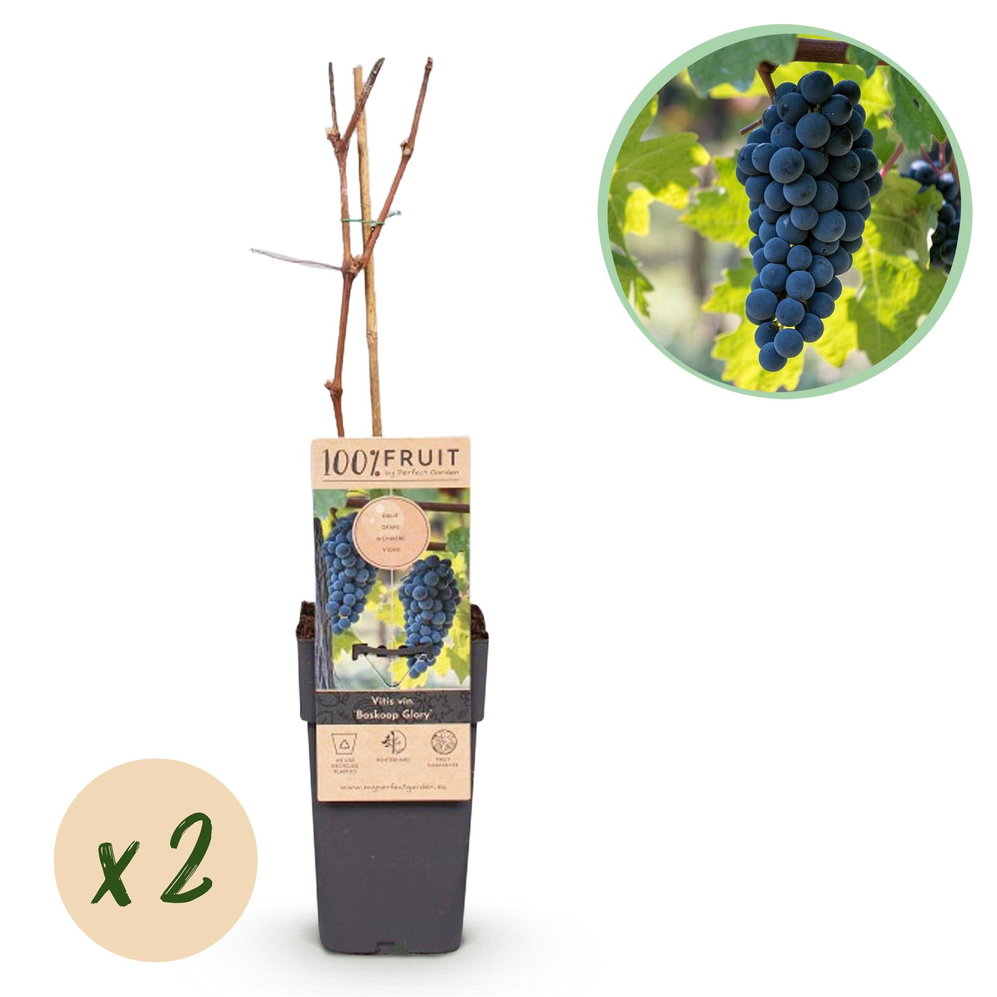 Obstpflanze Blaue Traube ‘Boskoop Glory’ – 2er-Set, 15 cm Topf, 50 cm Höhe