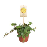 Peperomia 'Hope' – Peperomia - vaso da 12 cm, altezza 15 cm