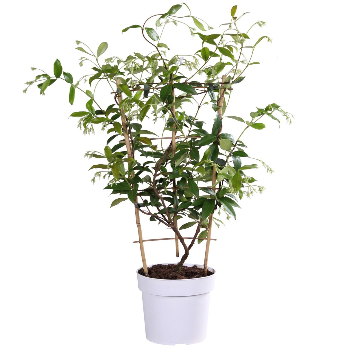 Gelsomino 'Star of Toscana' – Trachelospermum, sempreverde, vaso da 15 cm, altezza 65 cm