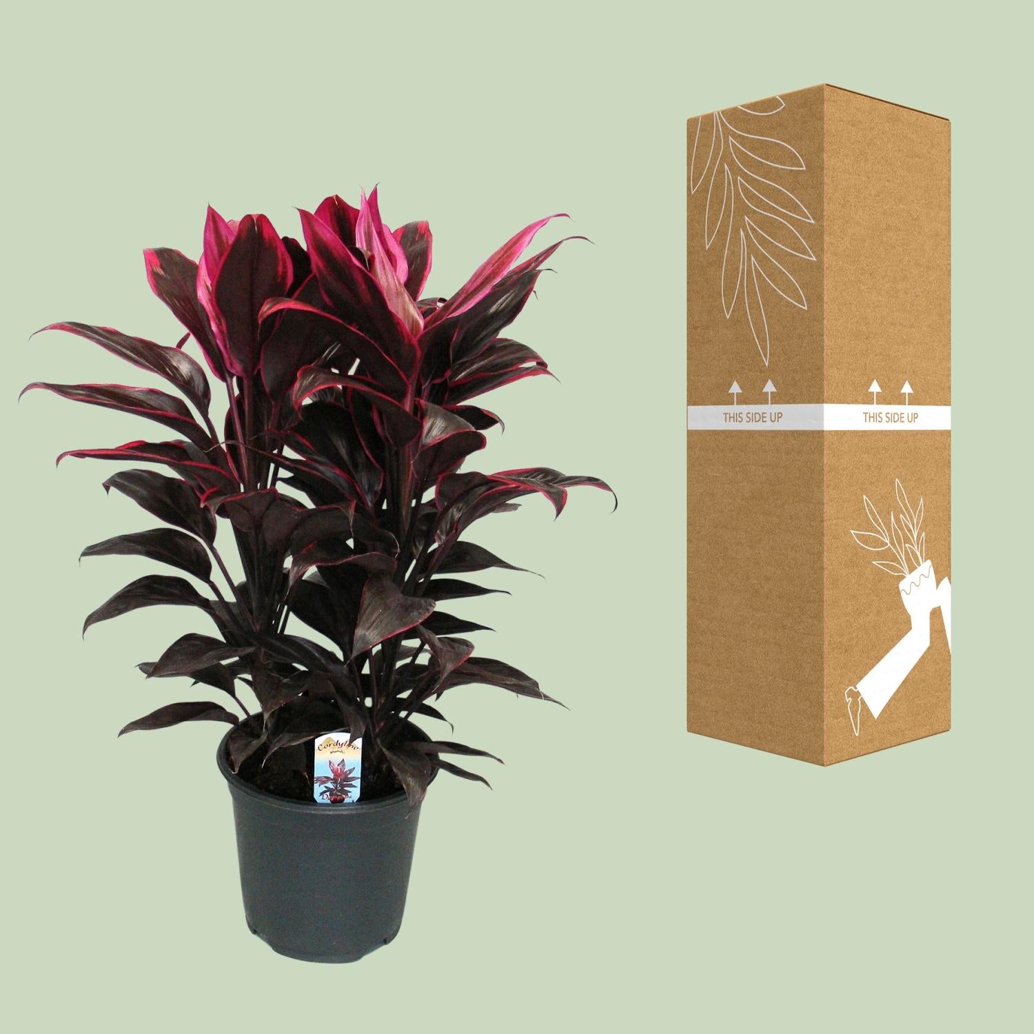 Cordyline Mambo - Ø19cm - ↕55cm
