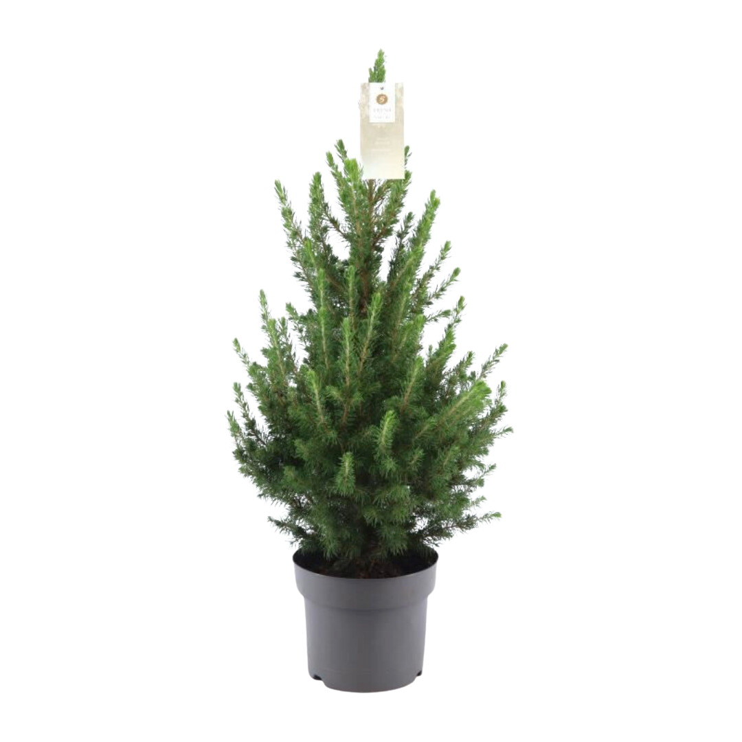 Zwergfichte ‘Conica’ – kompakter Weihnachtsbaum, 70 cm