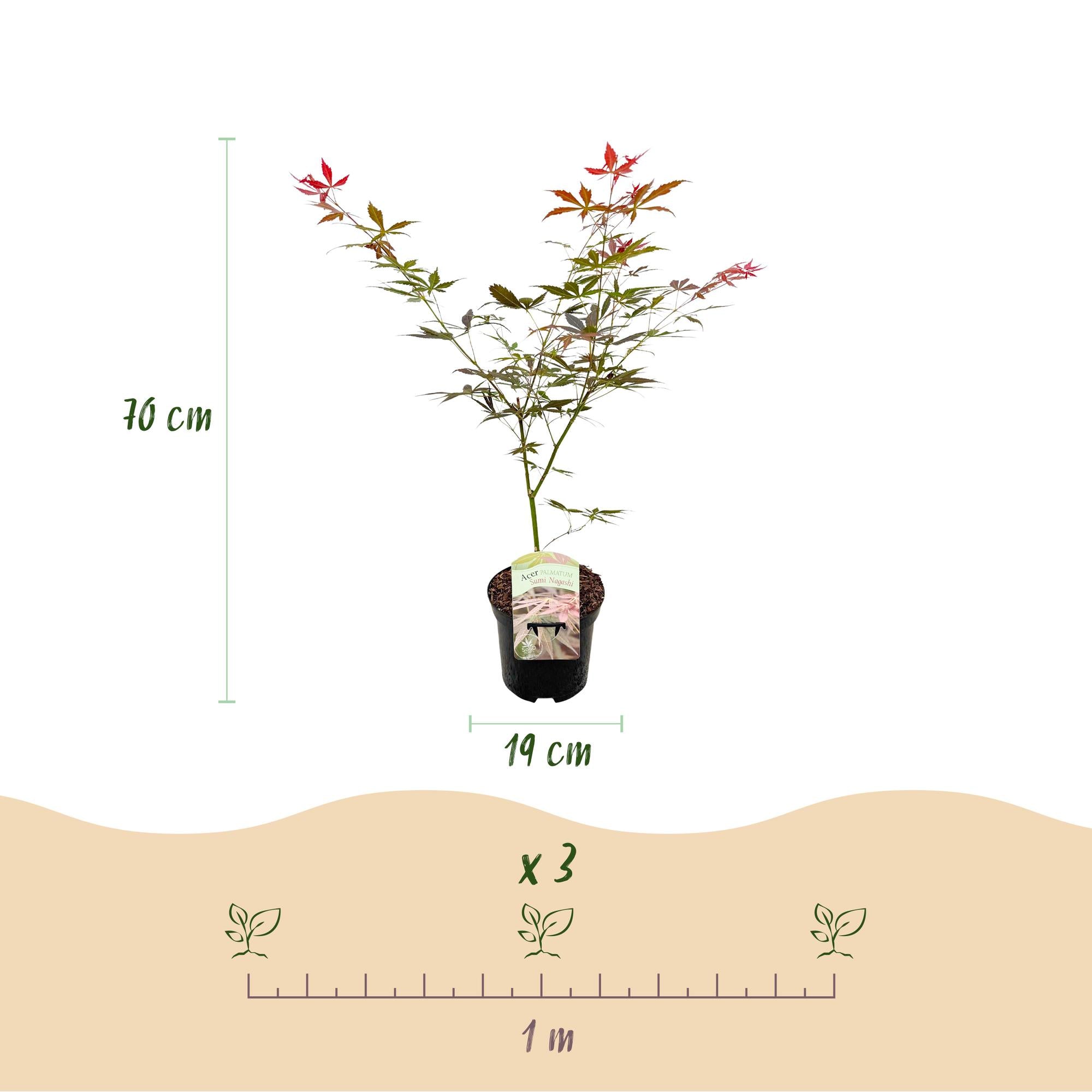 Japanischer Fächerahorn ‘Sumi-nagashi’ – rot, laubabwerfend, 19 cm Topf, 70 cm hoch