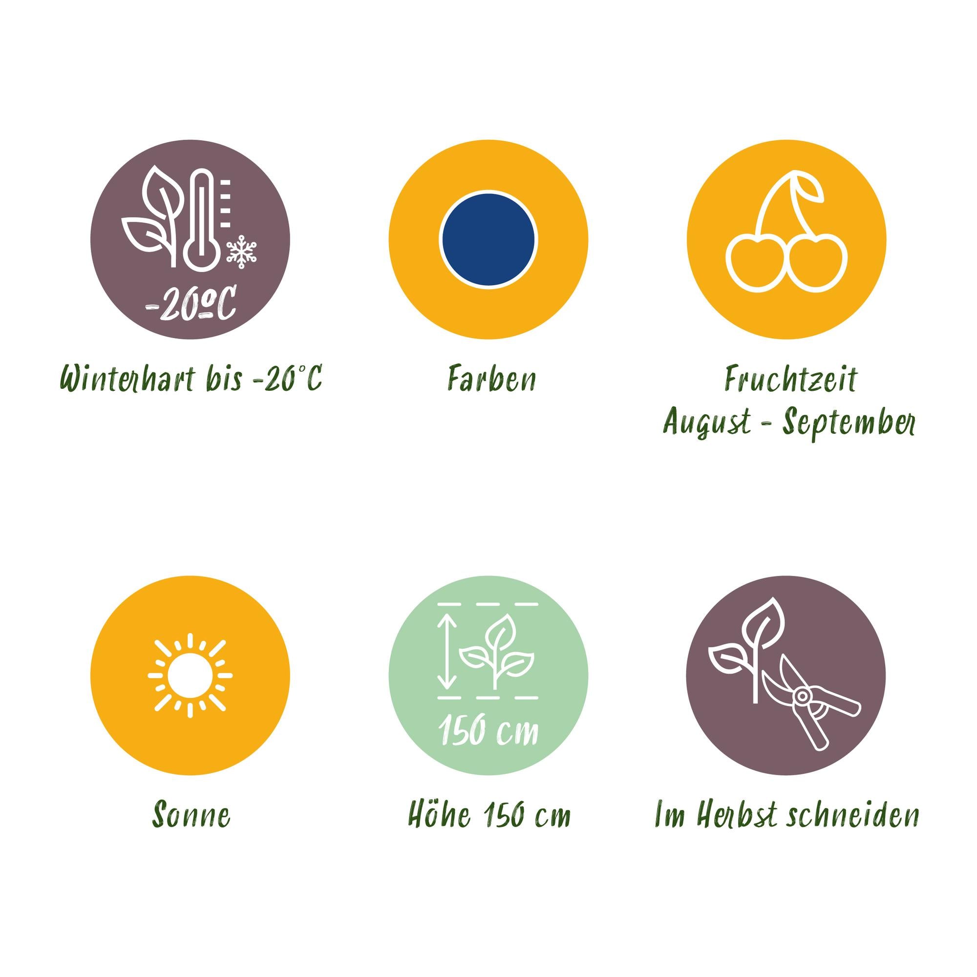 Blueberry ‘Early Black’ (Vaccinium macrophylla) – hardy, 3 plants in a 9 cm pot