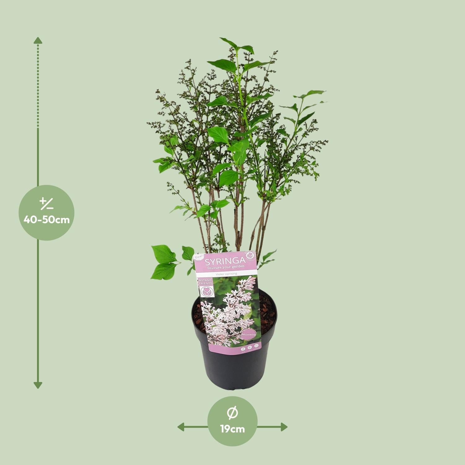 Flieder ‘Violet Uprising’ – buschiger Zierstrauch, 19 cm Topf, 35 cm hoch